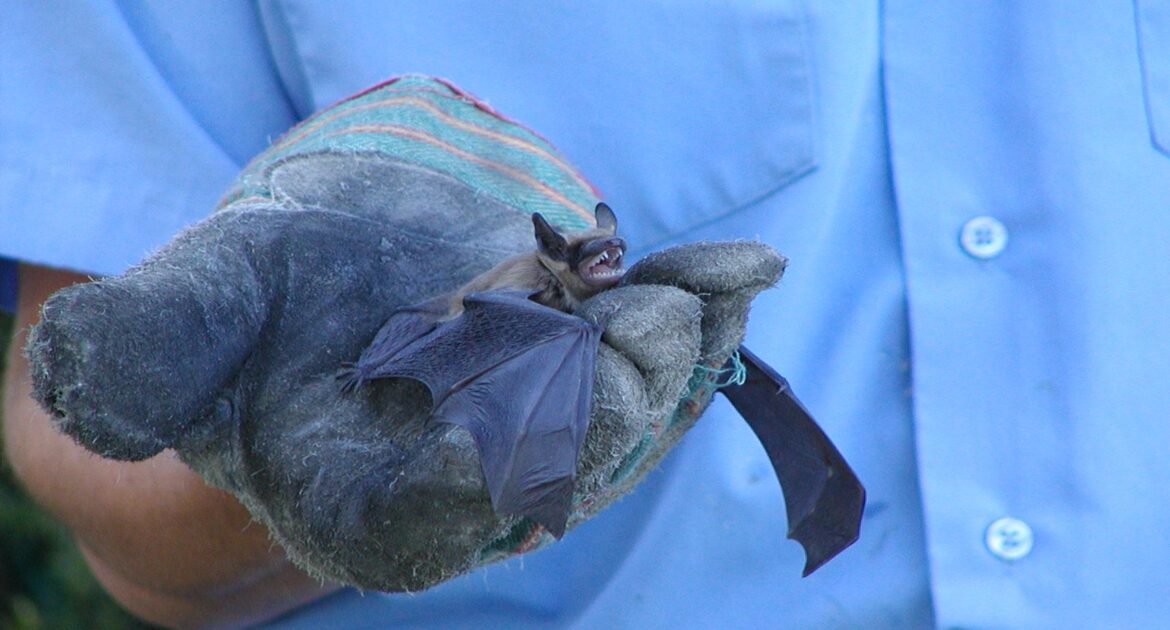 Bat Removal Okanagan