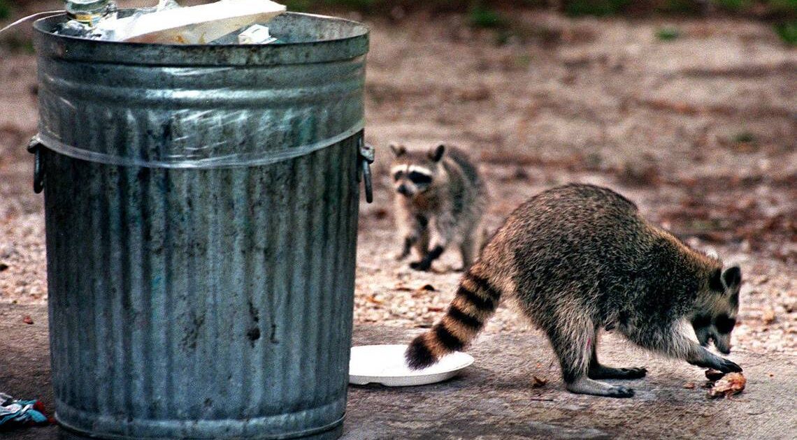 Raccoon Removal Victoria