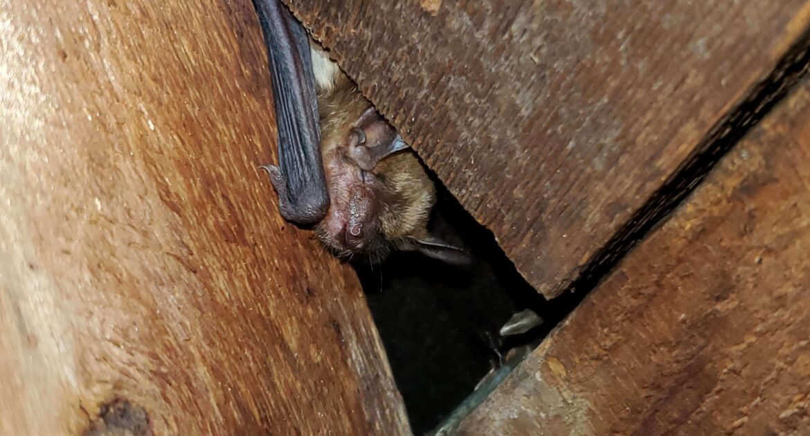 Bat Removal Hamilton