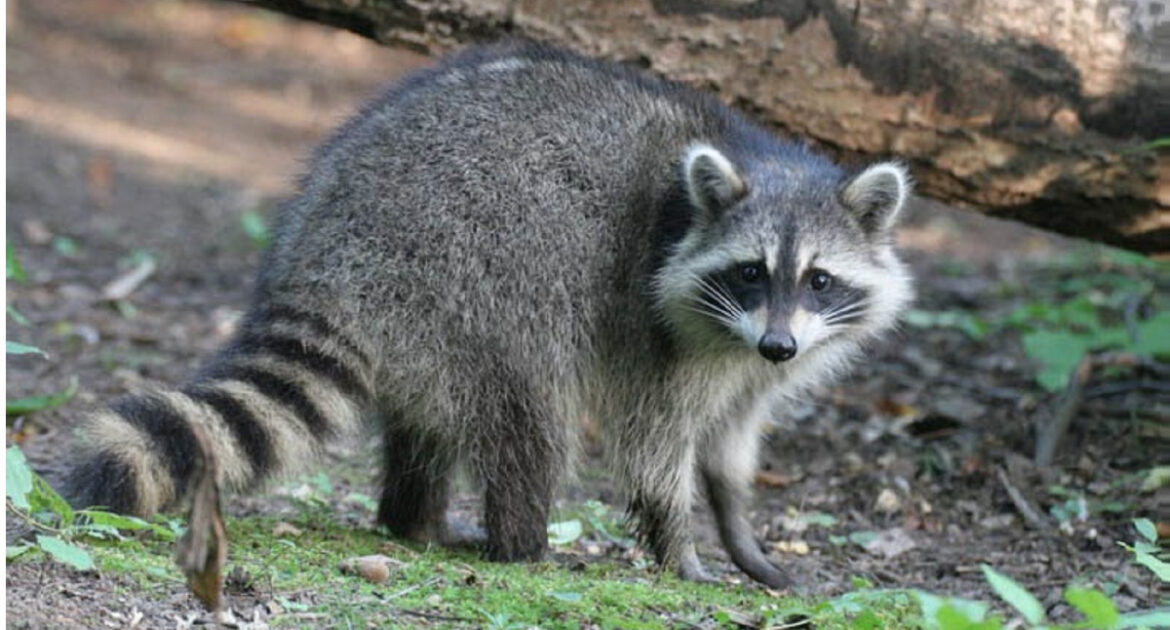 Raccoon Removal Hamilton