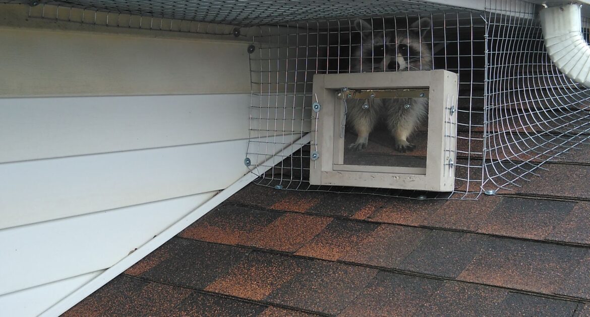 Raccoon Removal Coquitlam