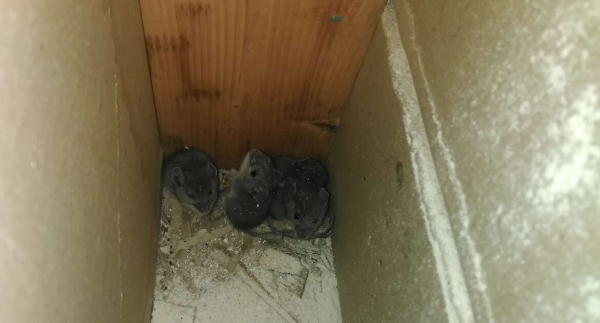 Mice Removal Port Moody