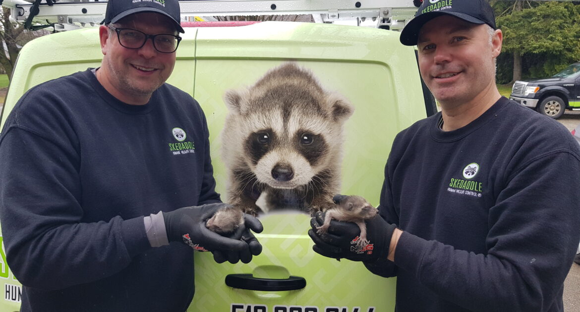 Wildlife Control in Okanagan