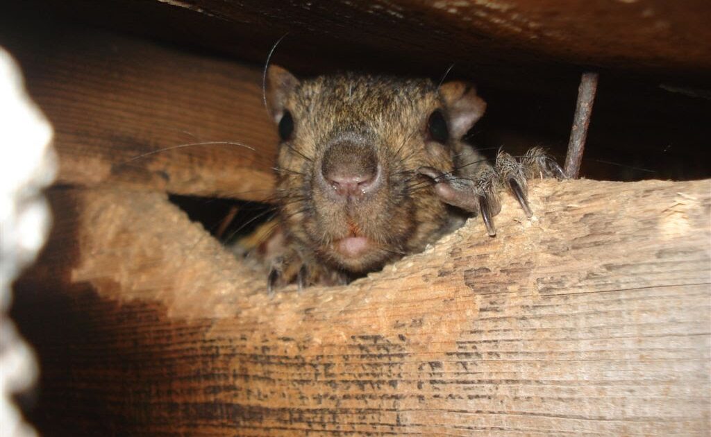 Squirrel Removal Vancouver