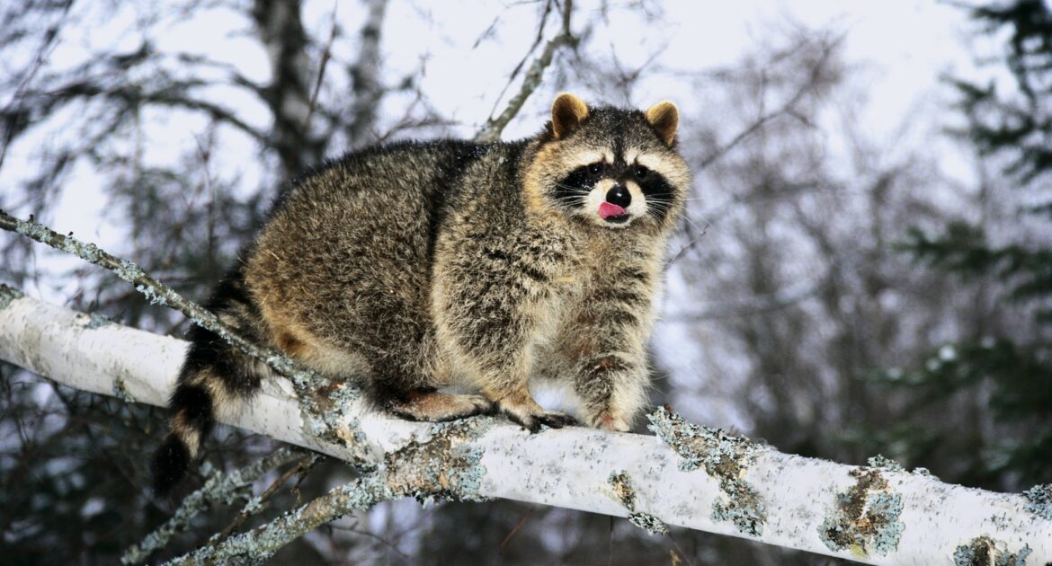 Raccoon Removal Waukesha