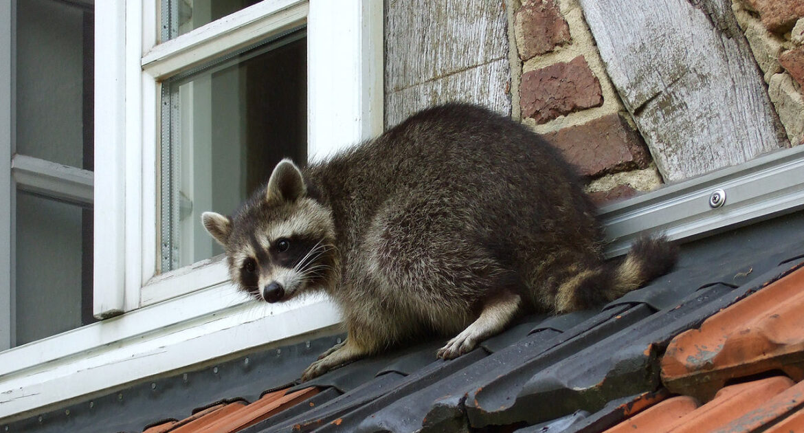 Raccoon Removal Okanagan