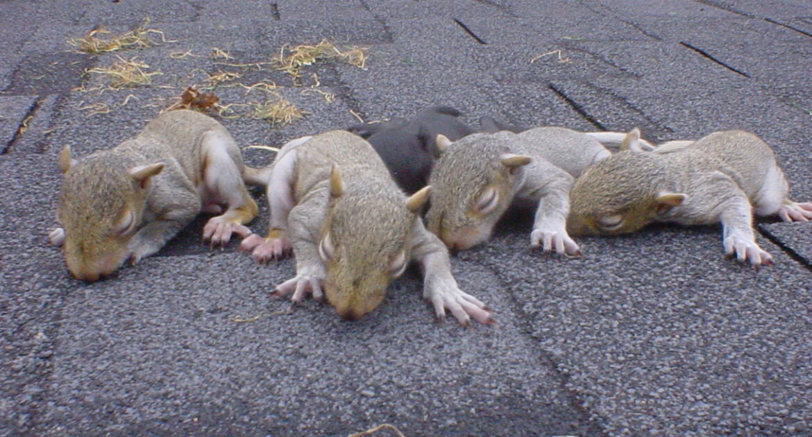 Squirrel Removal Victoria