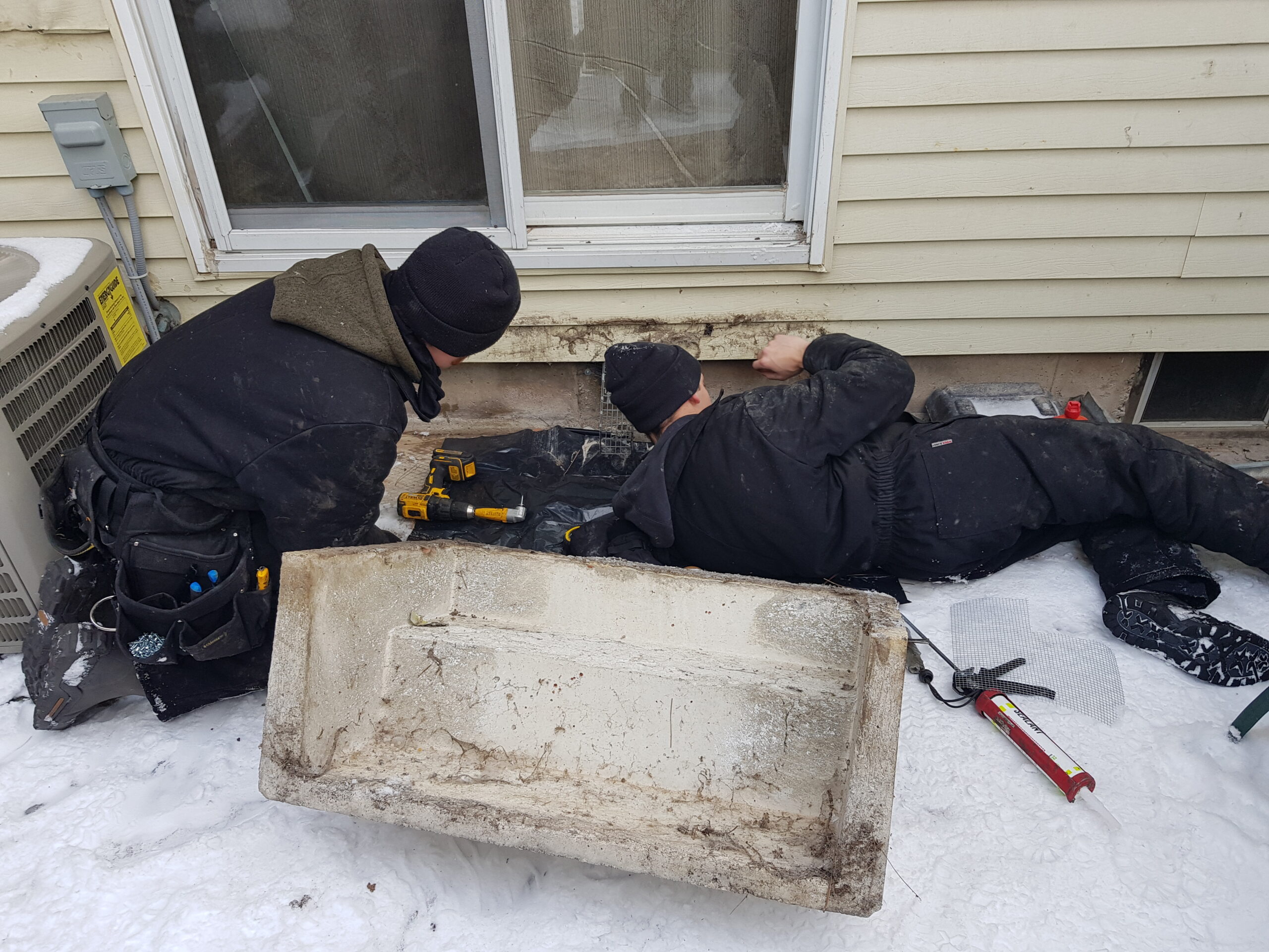 Mice Removal Coquitlam