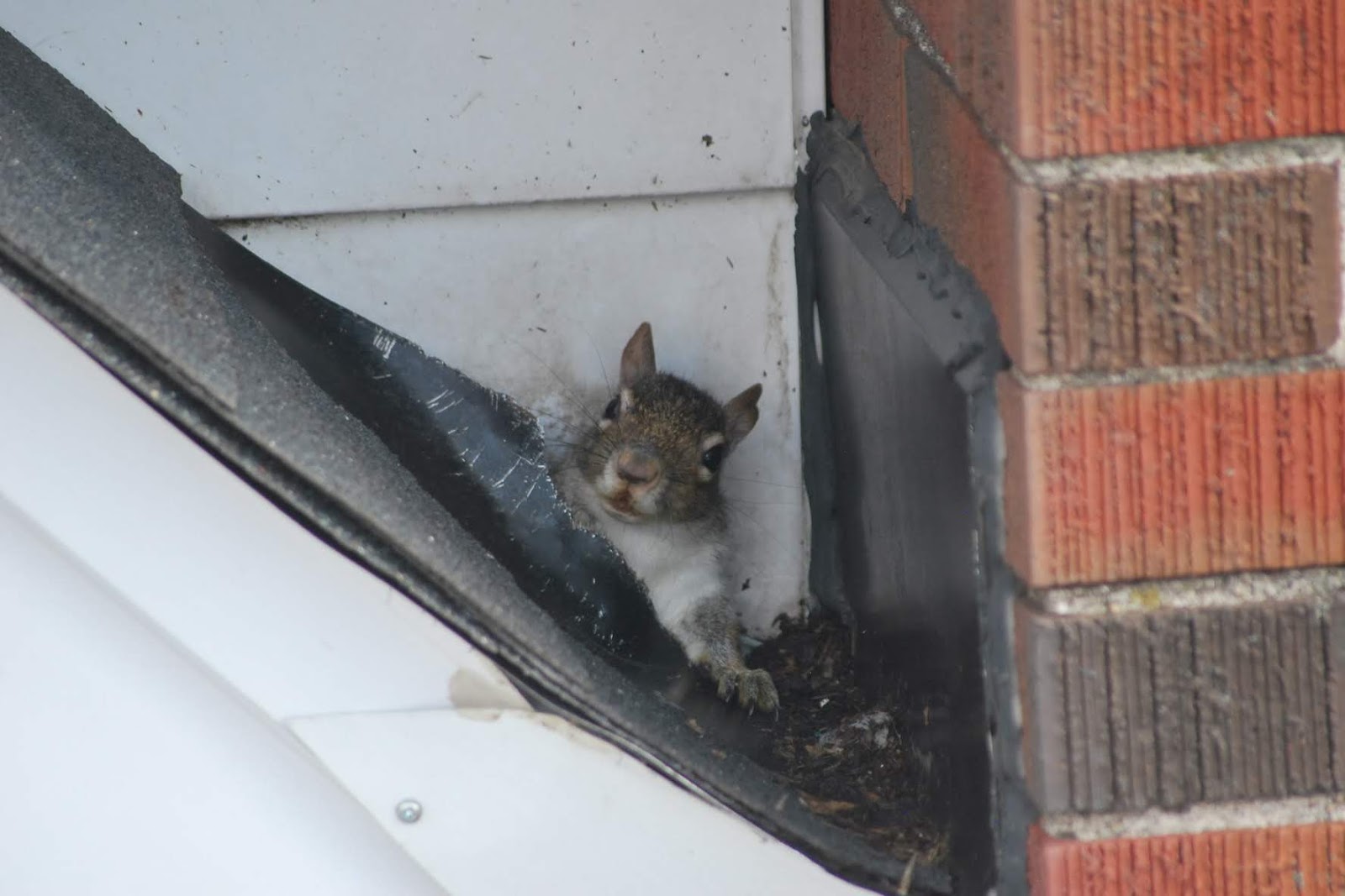 The right way to Stop a Squirrel from Nesting in Your Okanagan Attic?