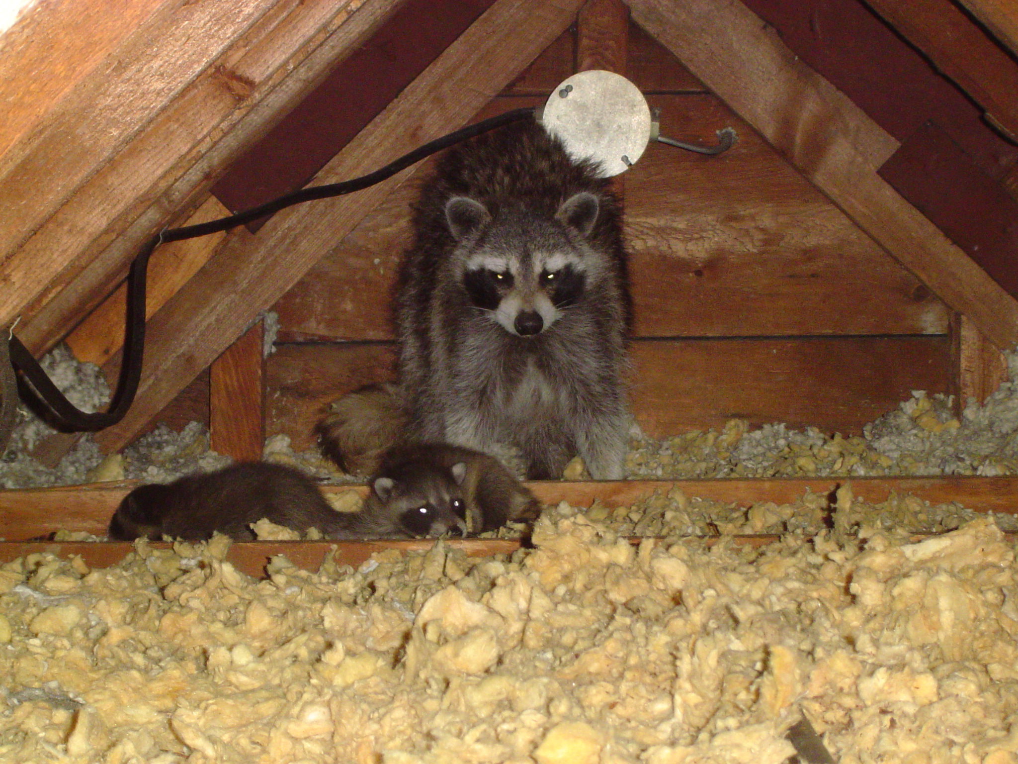 Raccoon Removal Victoria