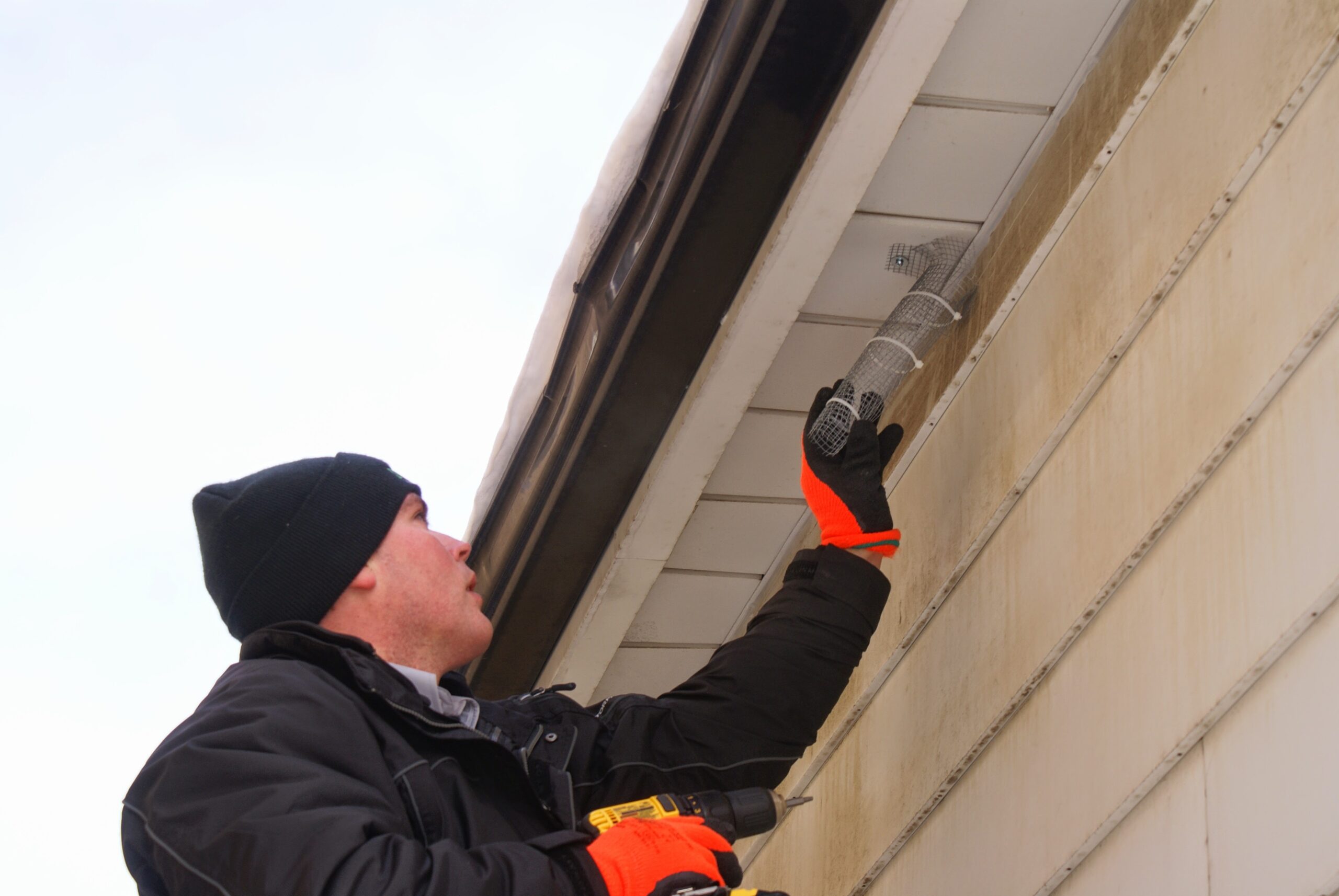 Bat Removal Victoria