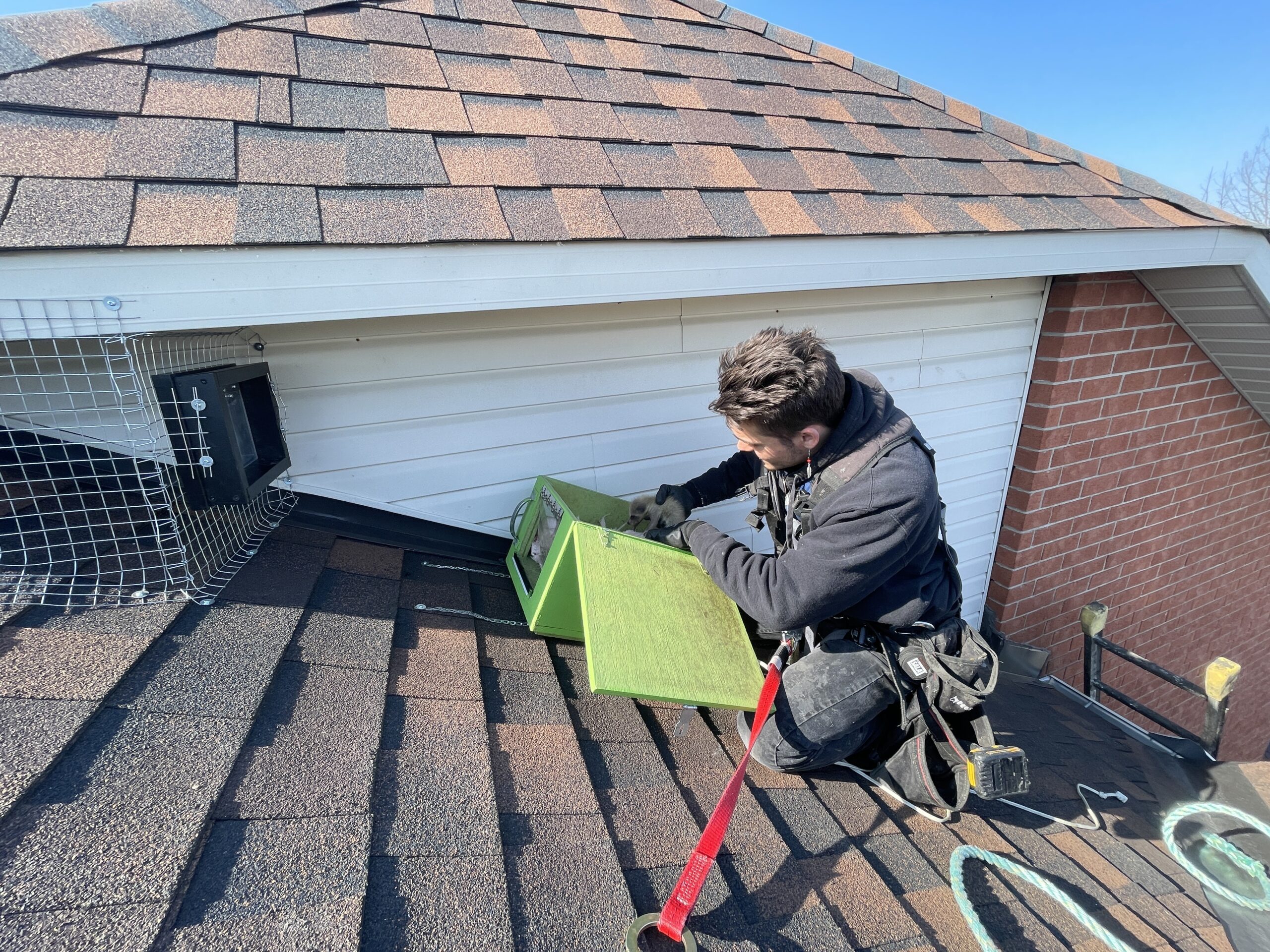 Raccoon Removal Niagara