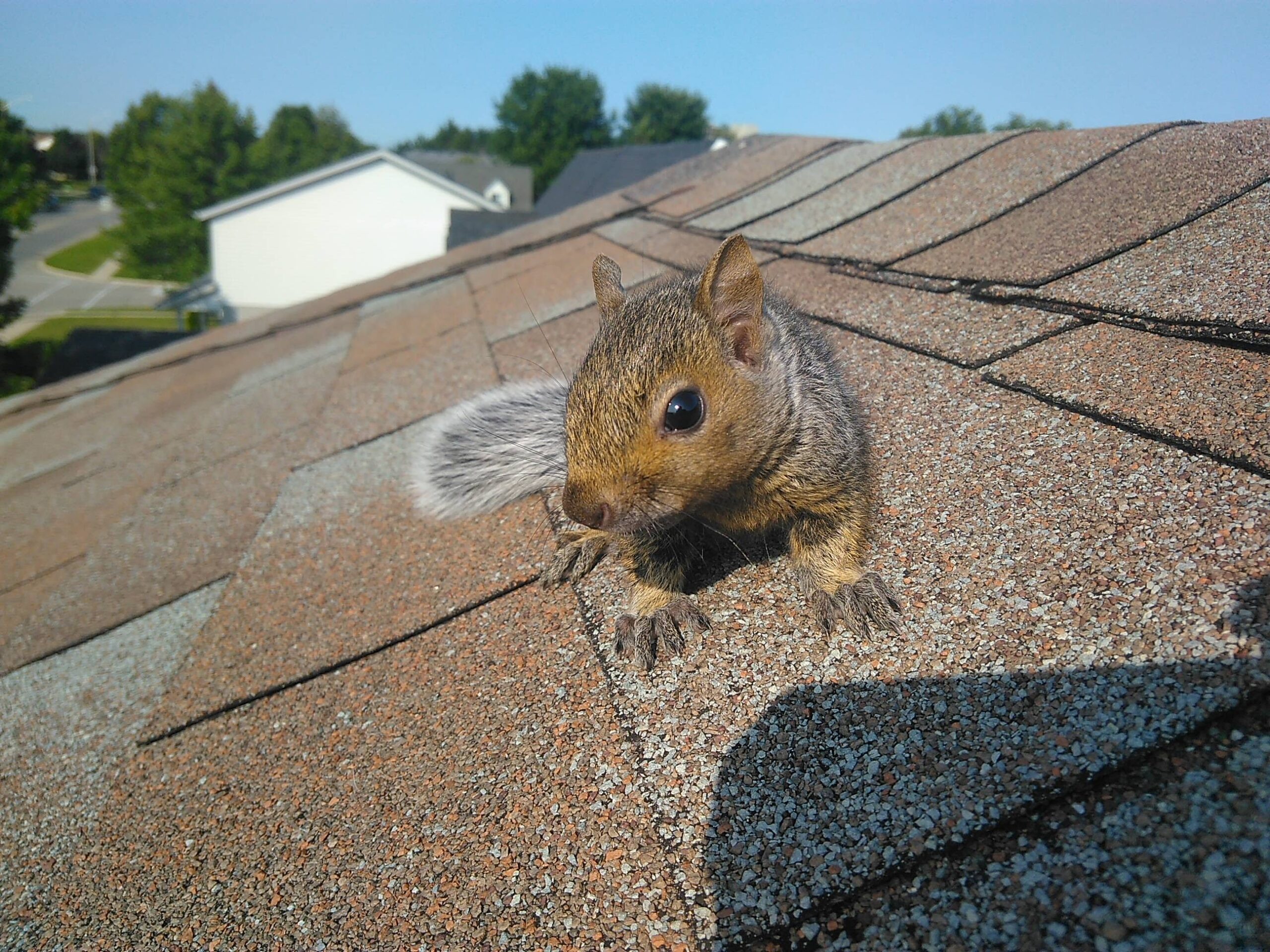 Retaining Squirrels Out of Your Yard and Lawn