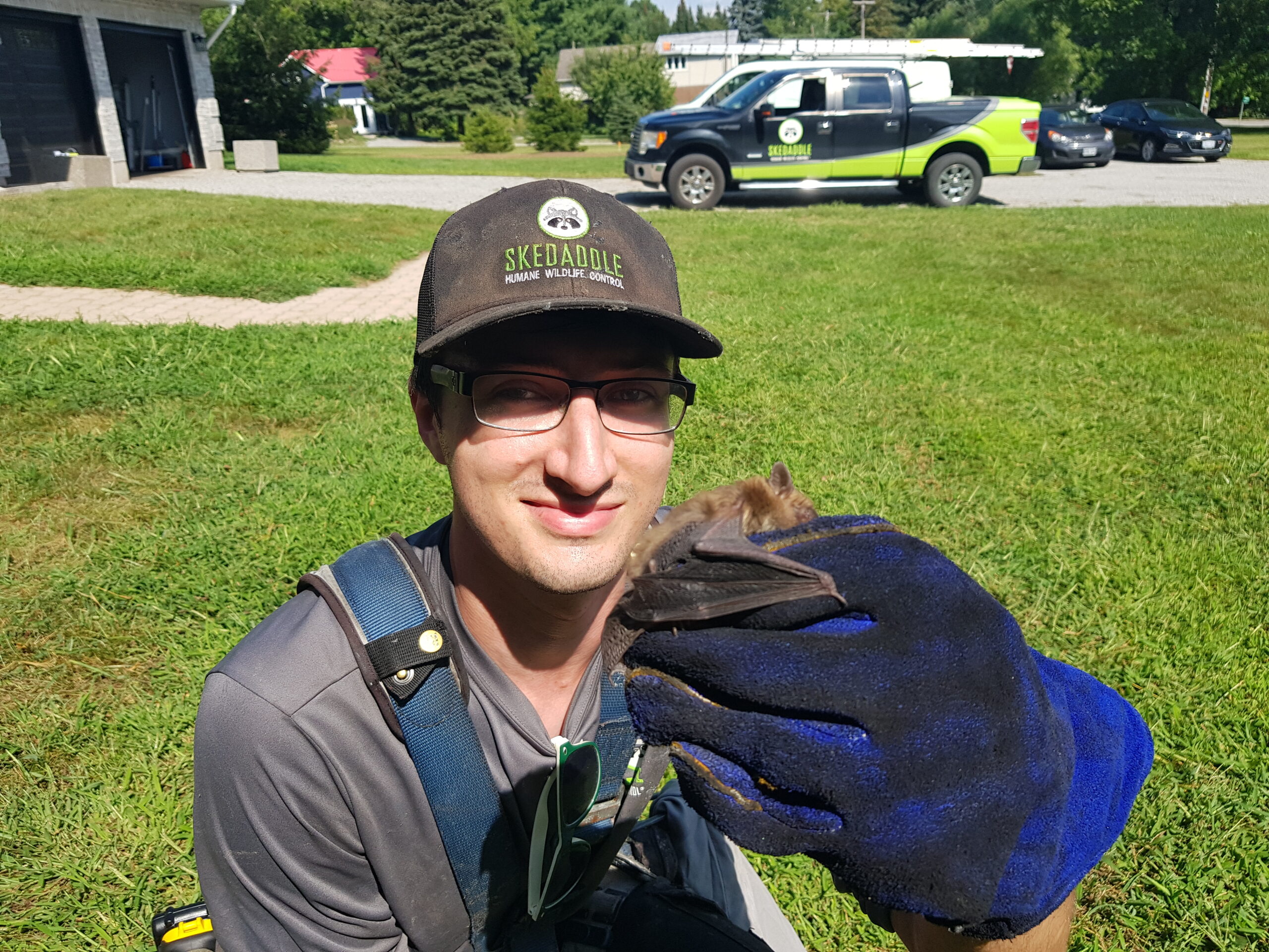 Bat Removal Whitby