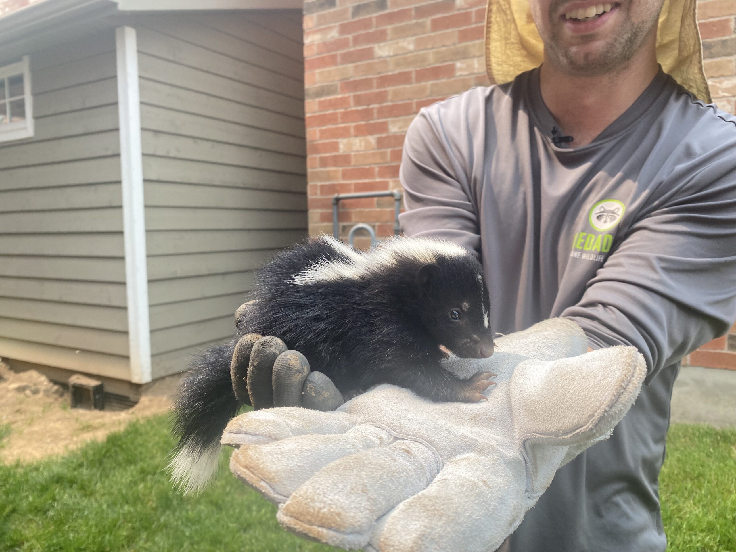 dealing-with-skunk-encounters-in-your-backyard-this-summer