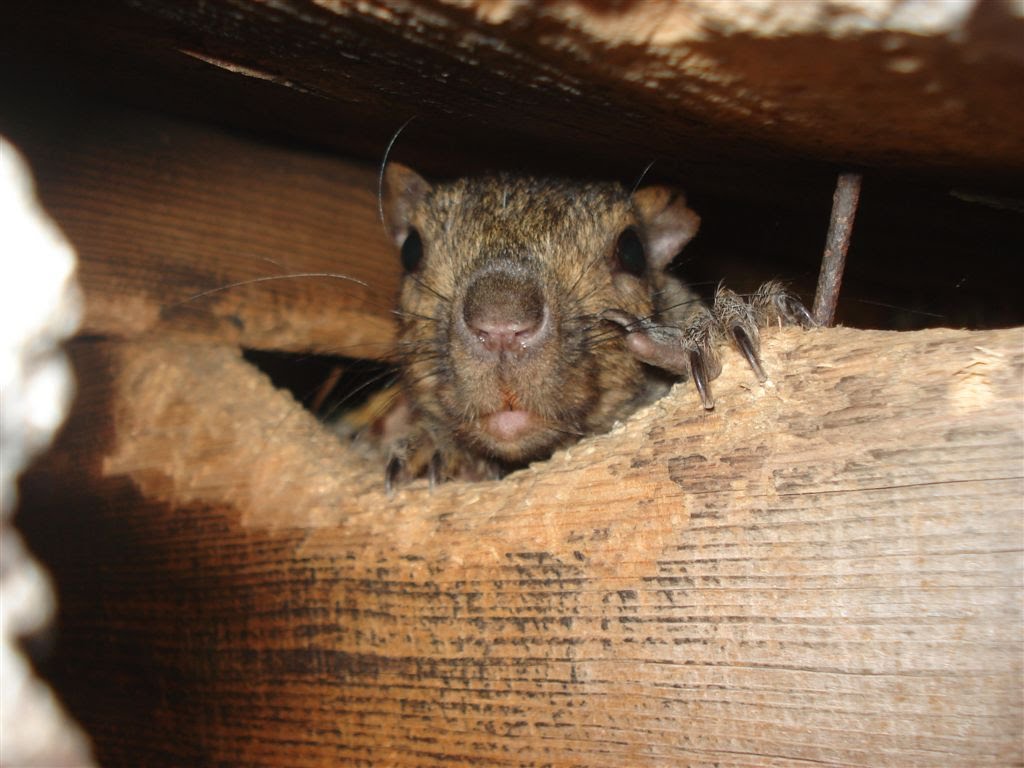 Squirrel Removal Kitchener