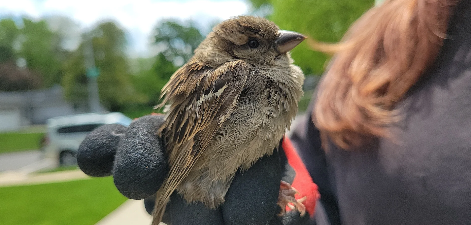 Bird Removal Oshawa