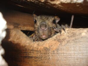 do squirrels hibernate in houses