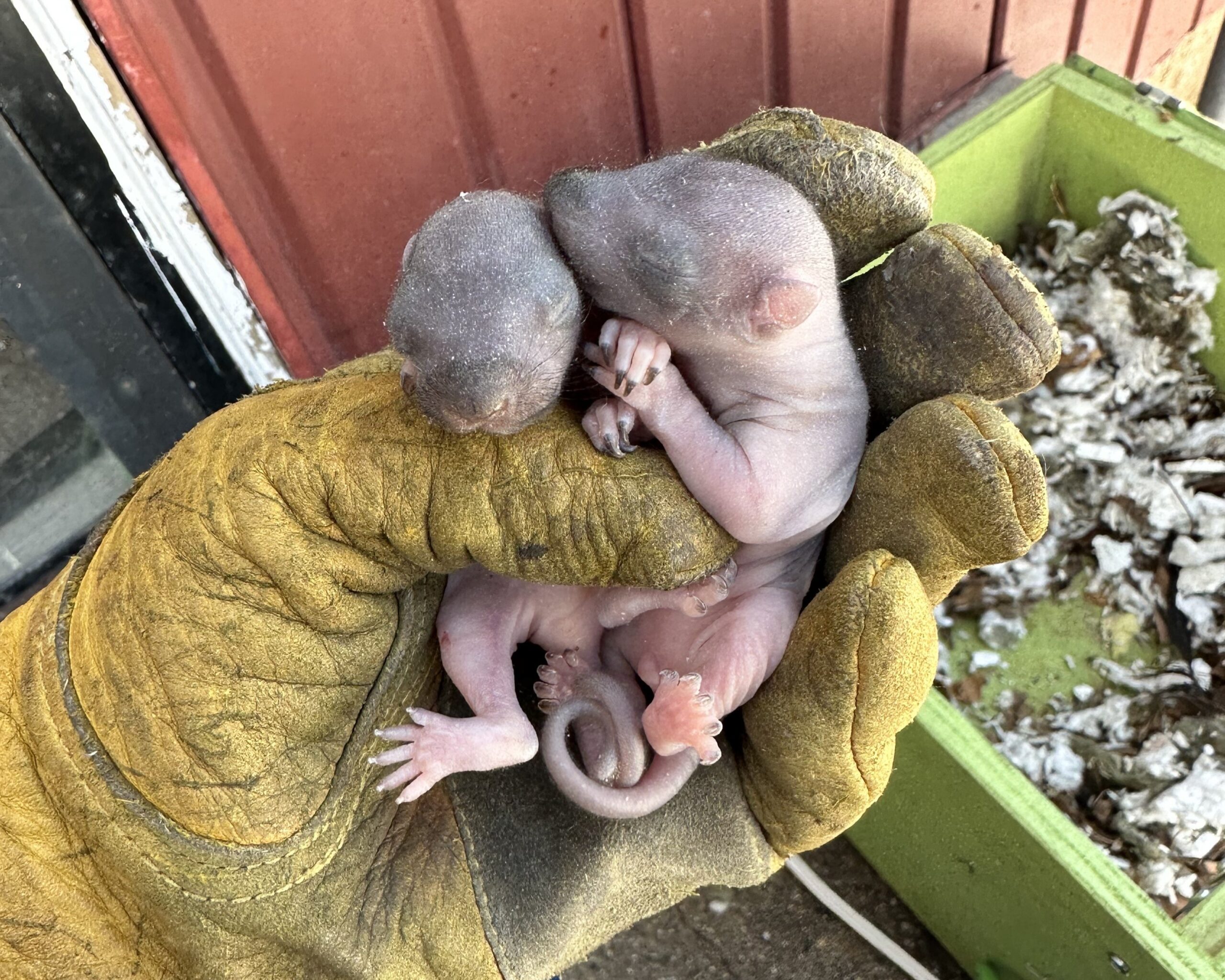 Squirrel Removal Victoria