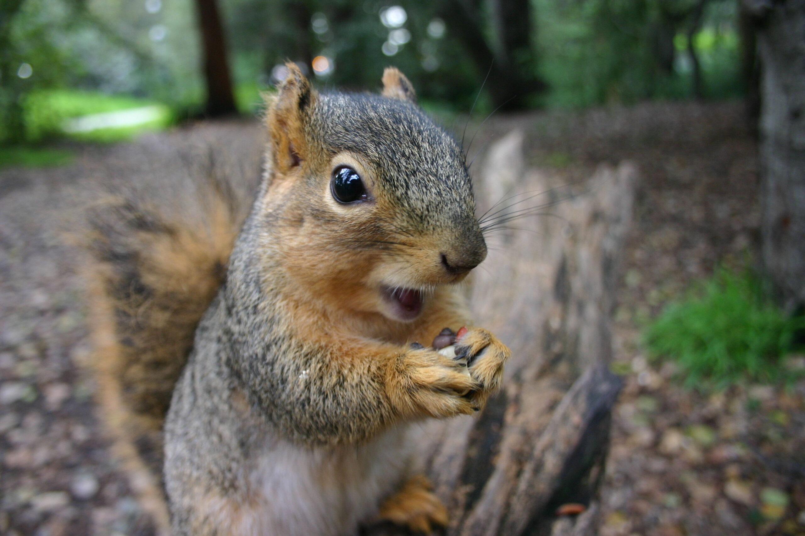 Squirrel Removal Victoria