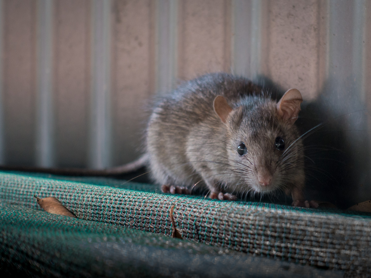 Rat Removal Markham