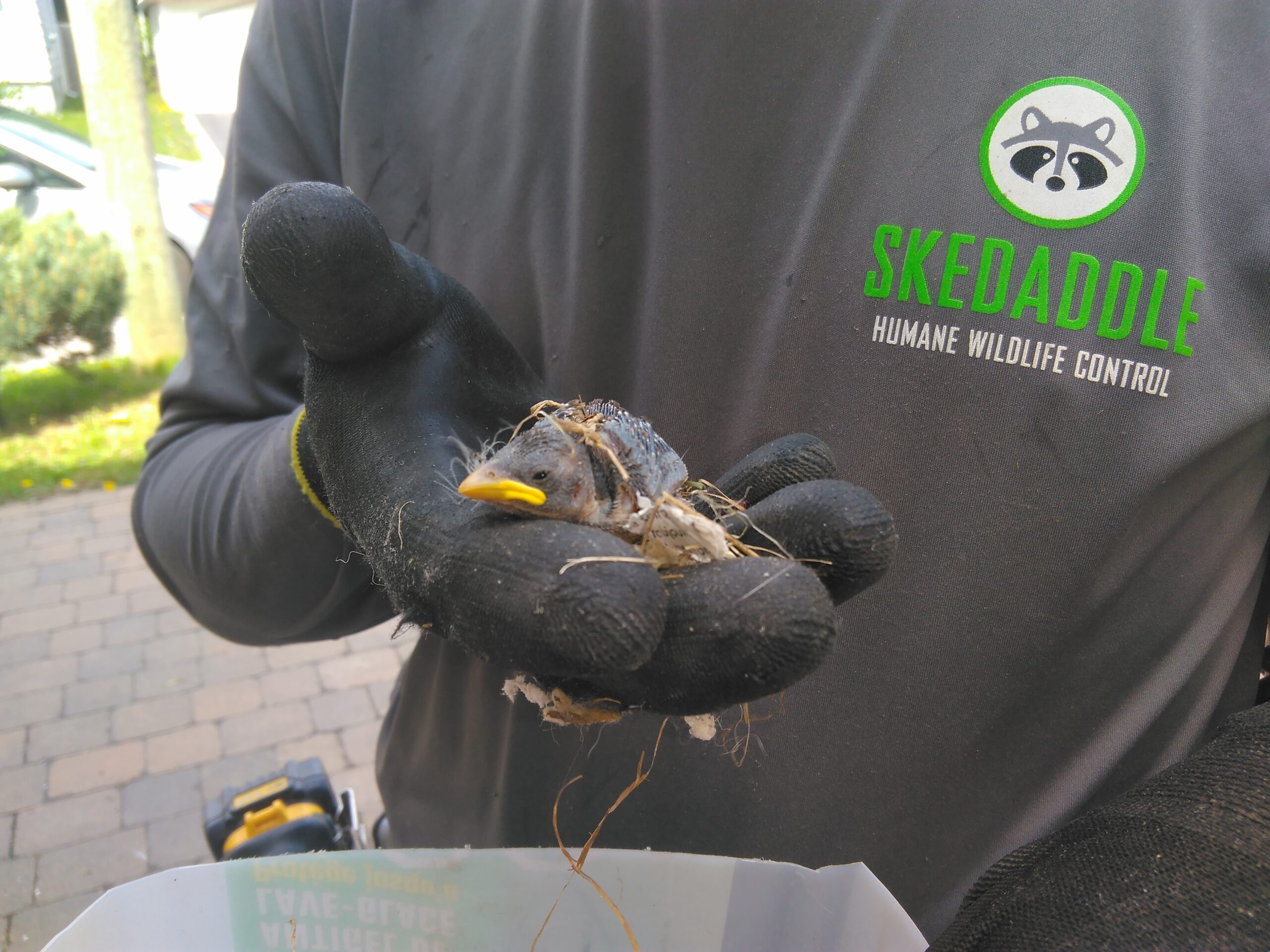 Bird Removal Montreal