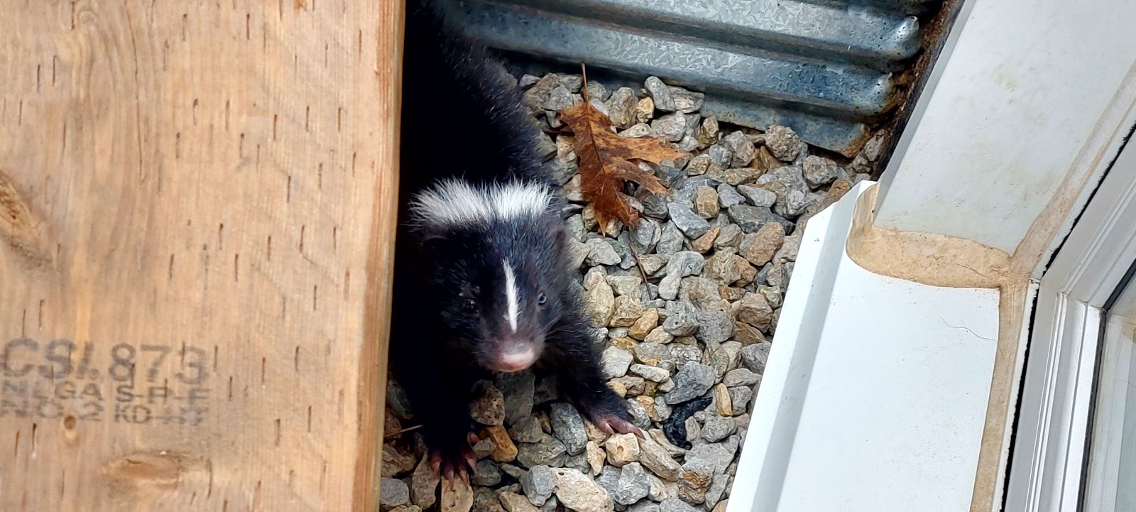 Skunk Removal Whitby