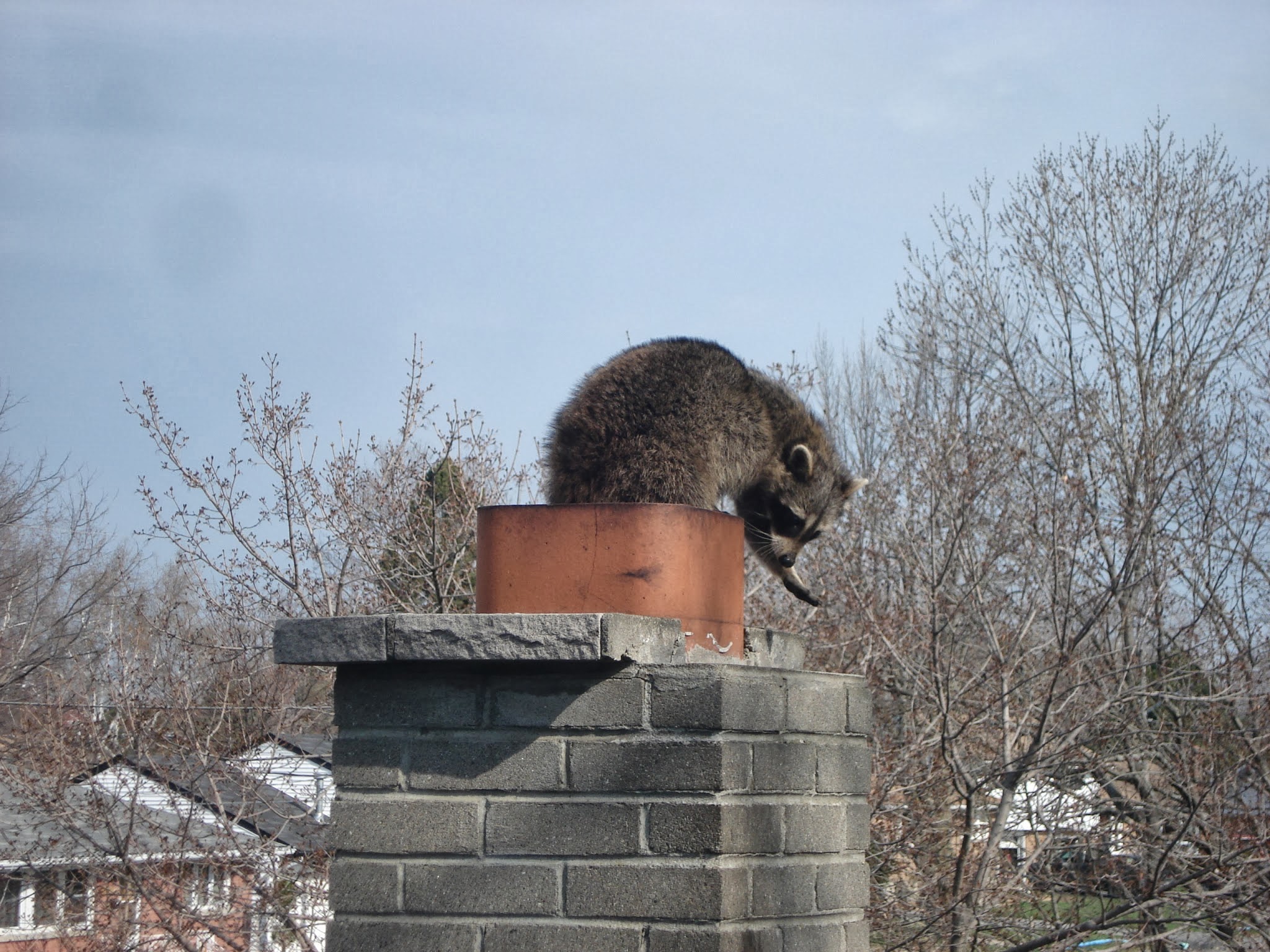 Raccoon Removal Madison