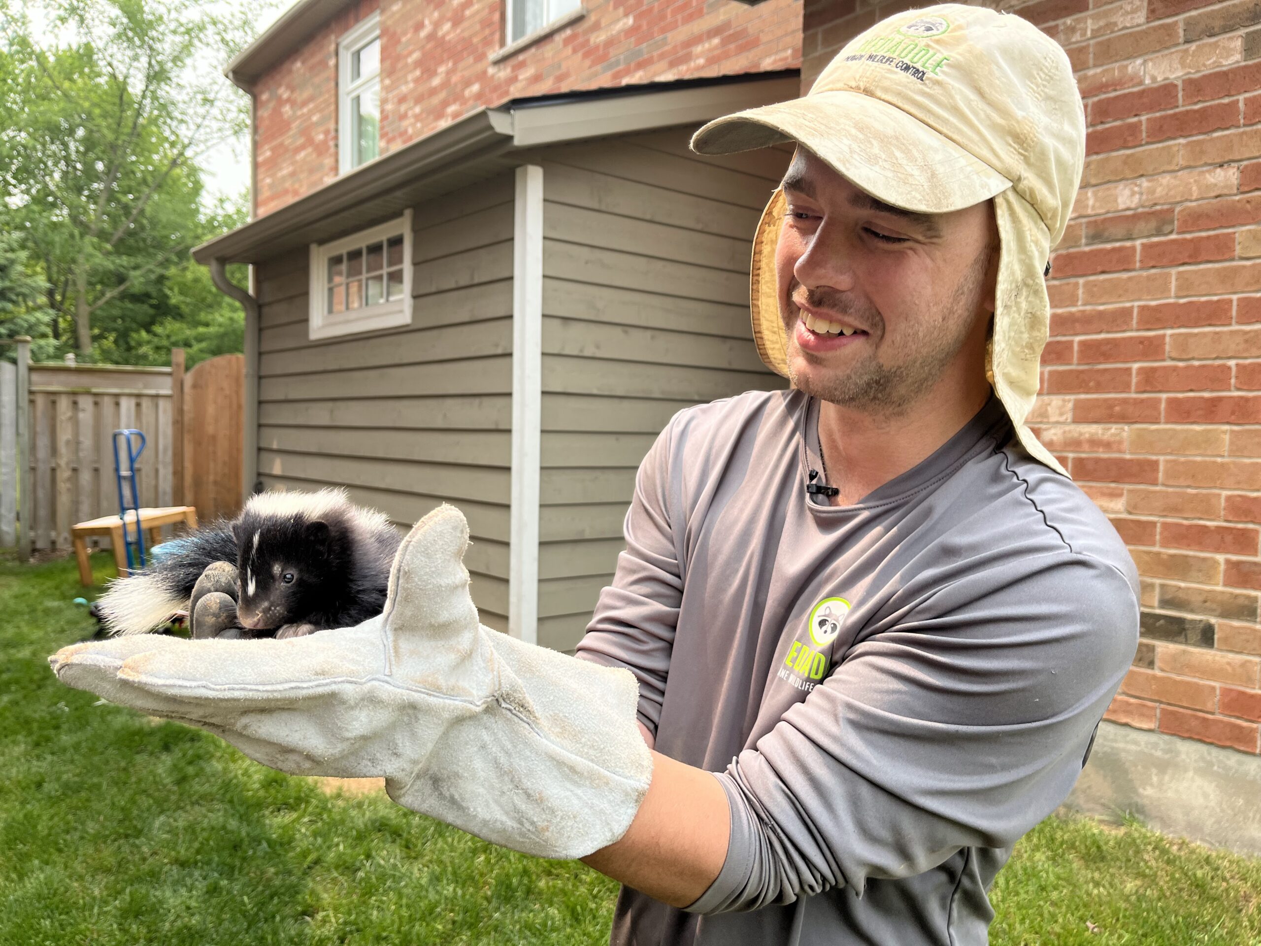 Skunk Removal Coquitlam