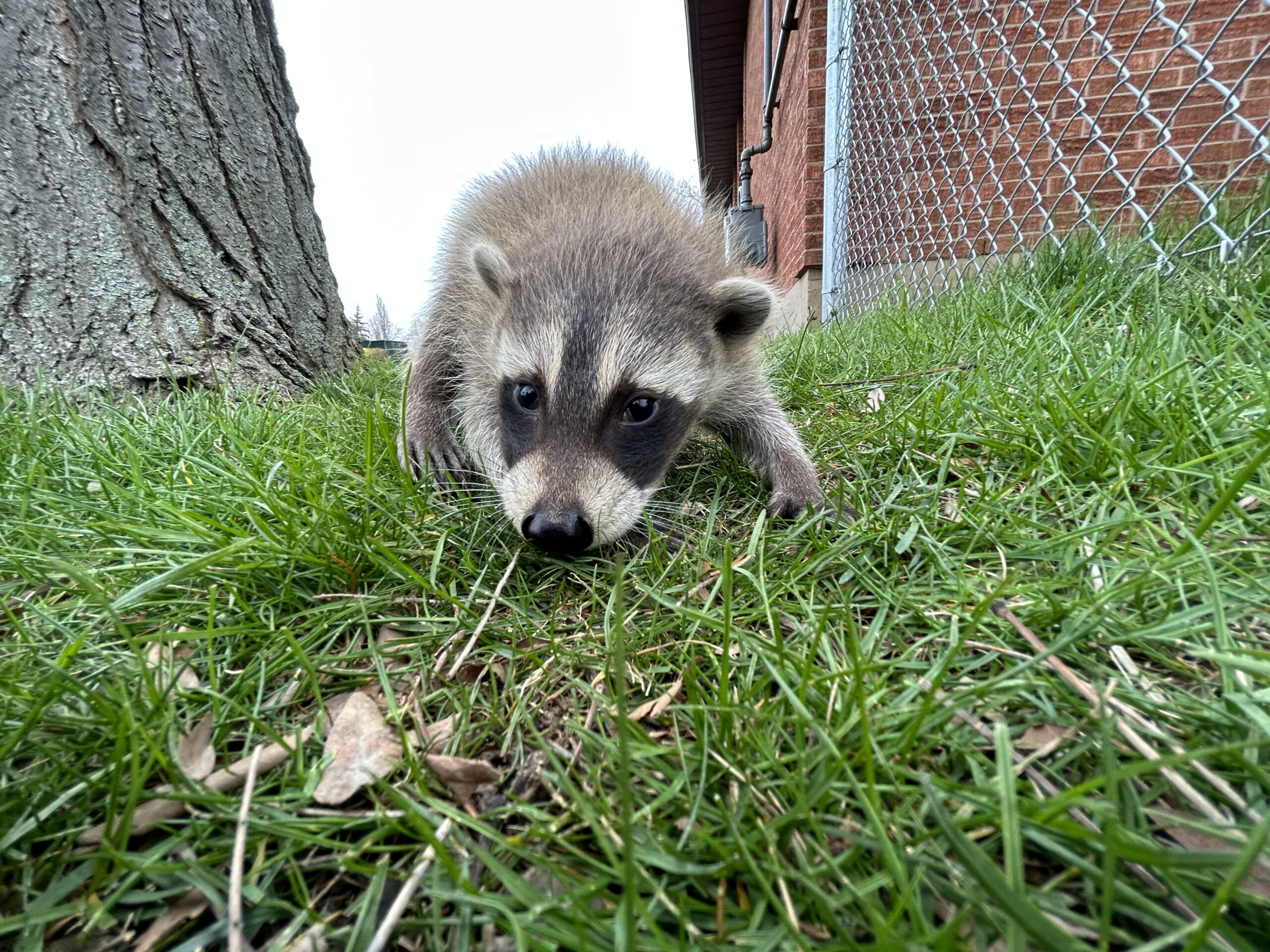 Raccoon Removal Minneapolis