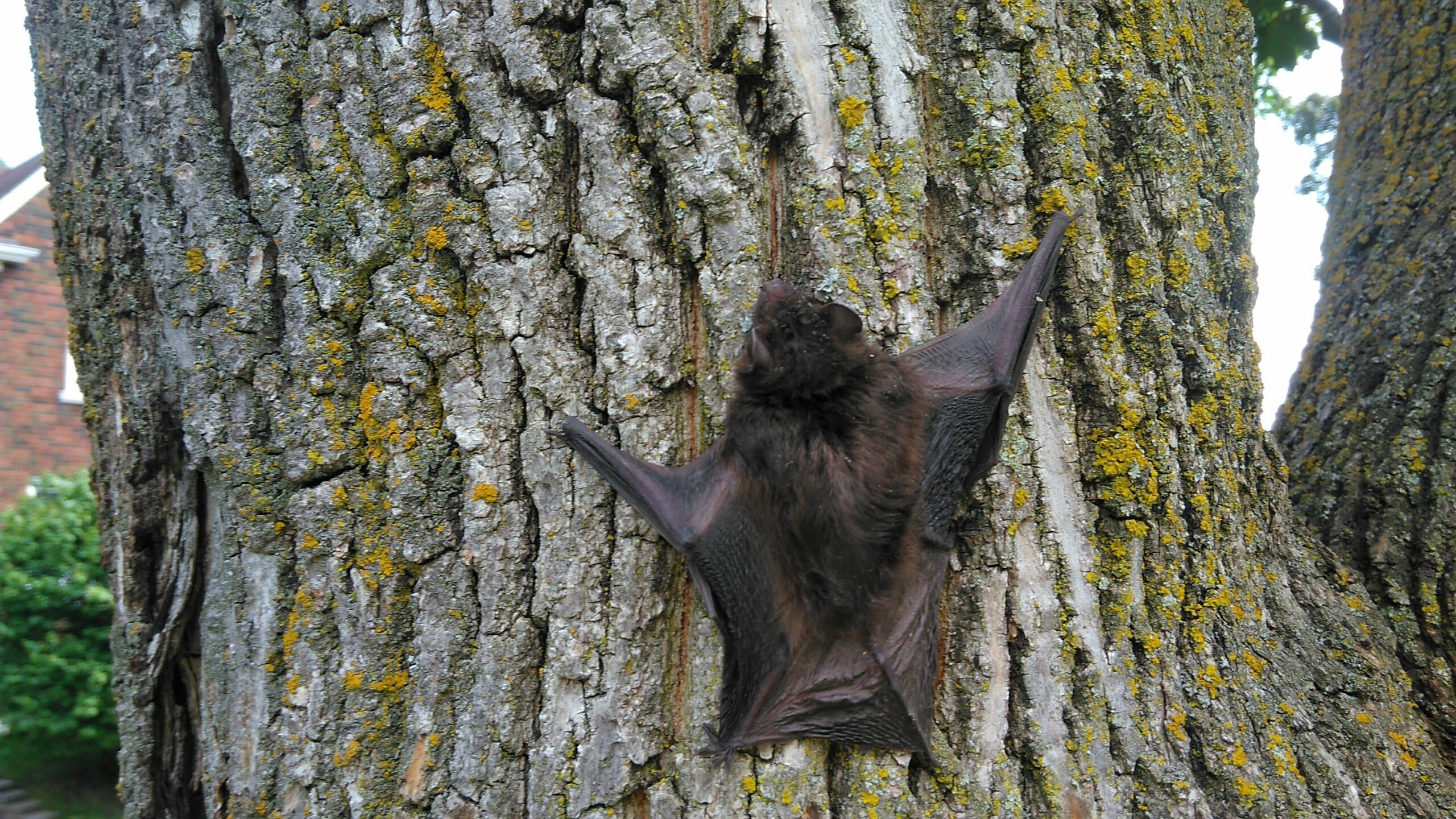 Bat Removal Minneapolis