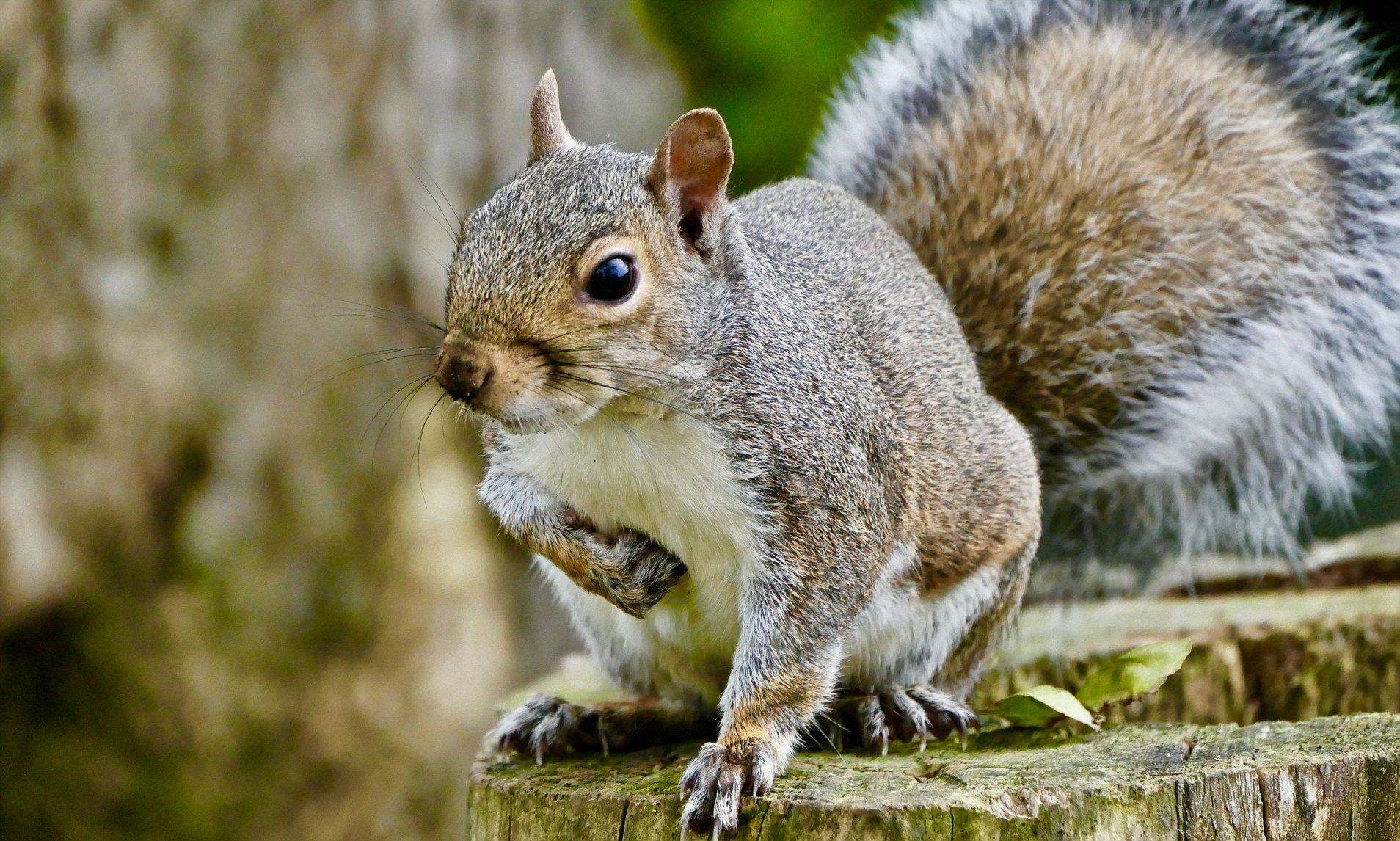 Squirrel Removal Madison