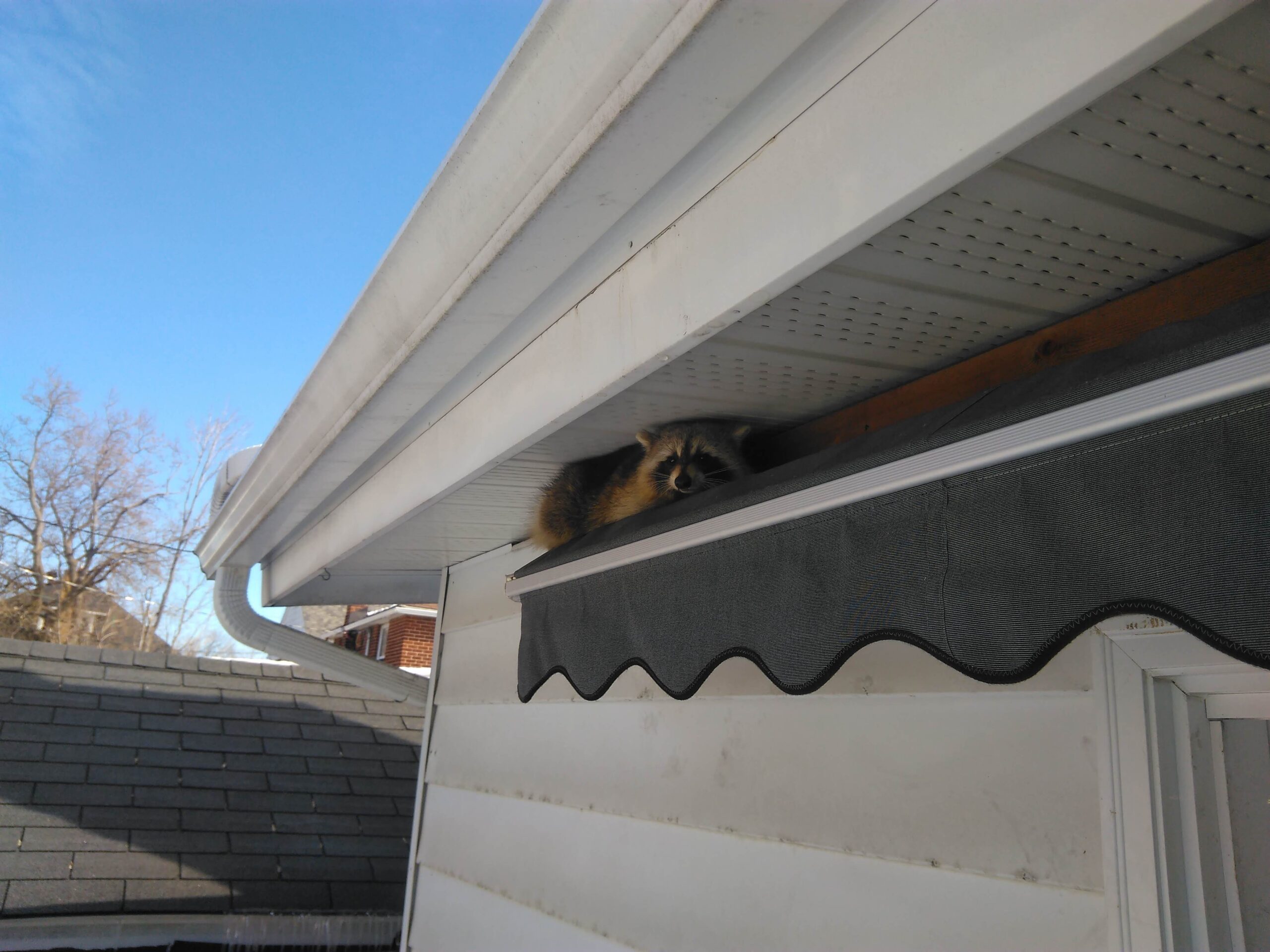 Raccoon Removal Minneapolis