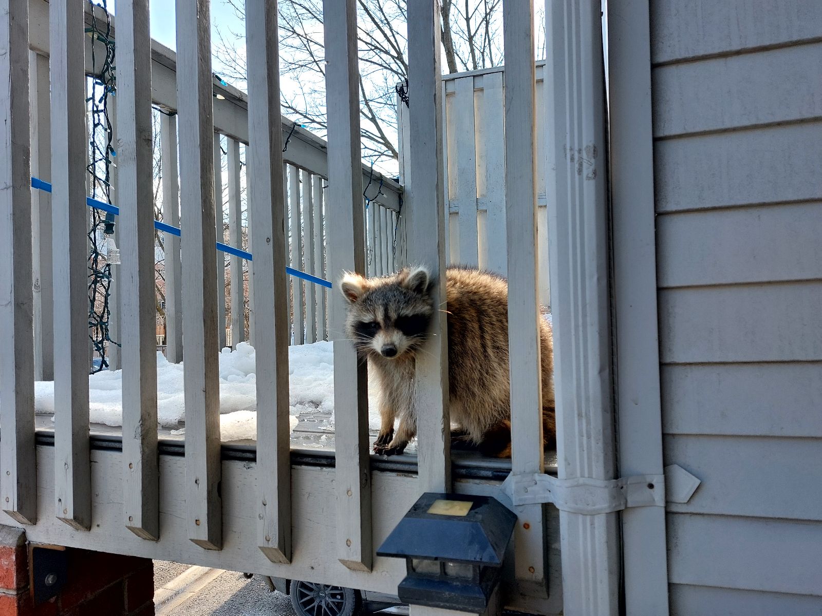 Understanding the Feeding Habits of Raccoons in the Winter 