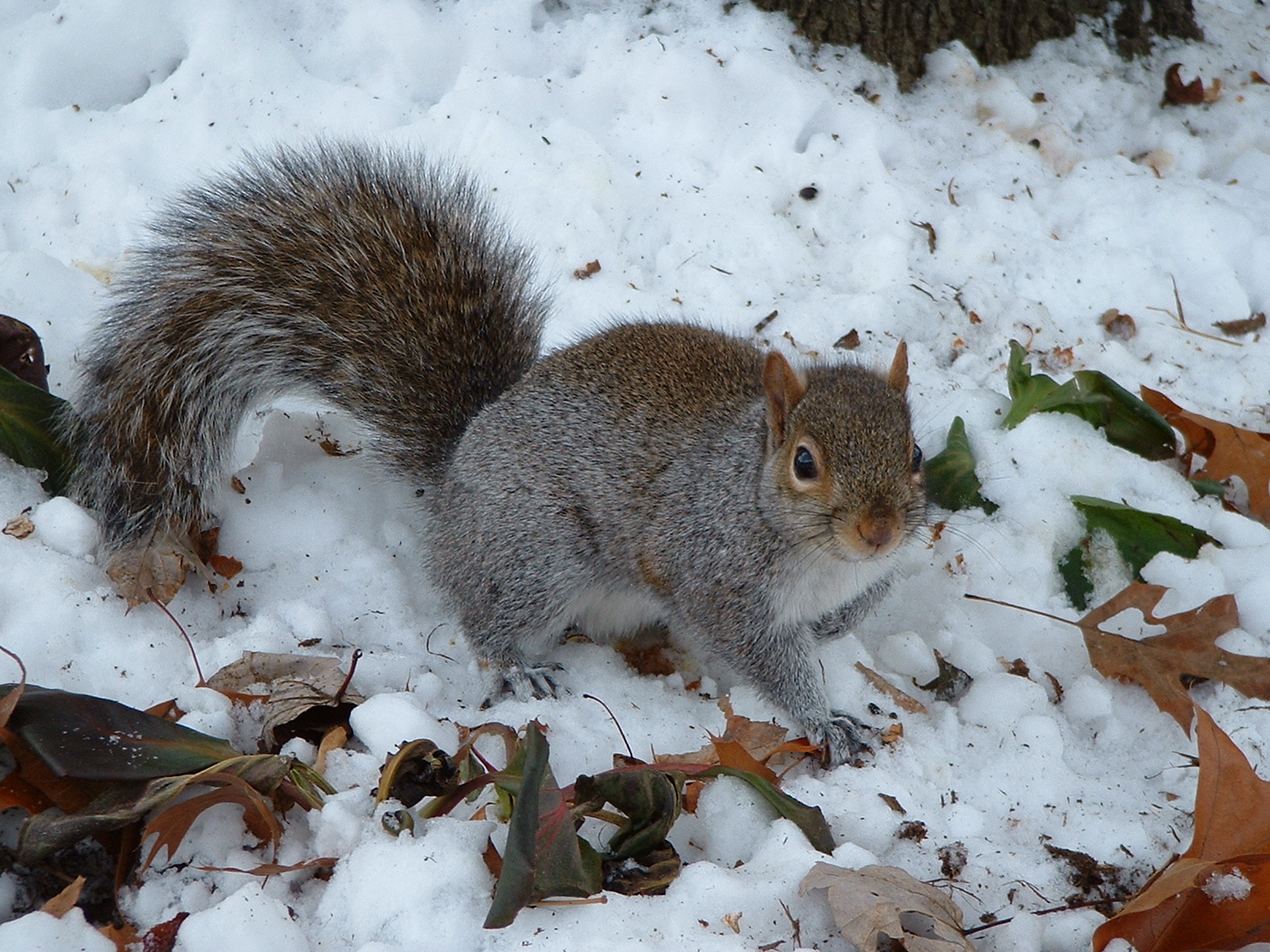 Squirrel Removal Oshawa