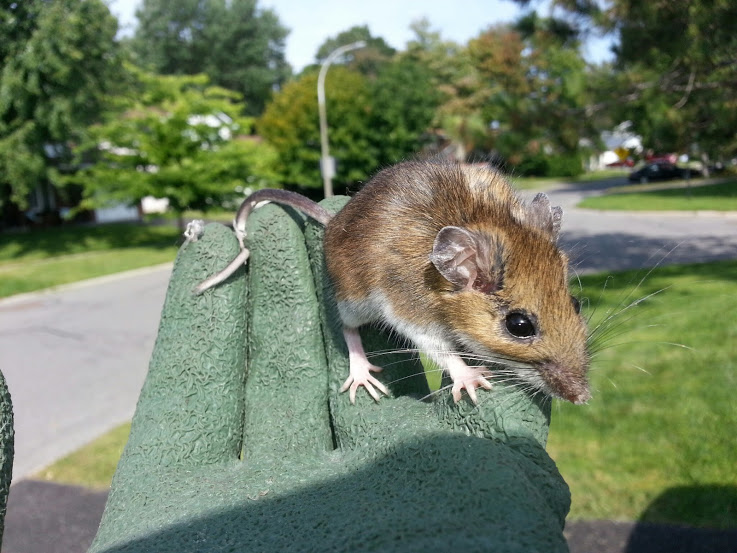 Mice Removal Maple Grove