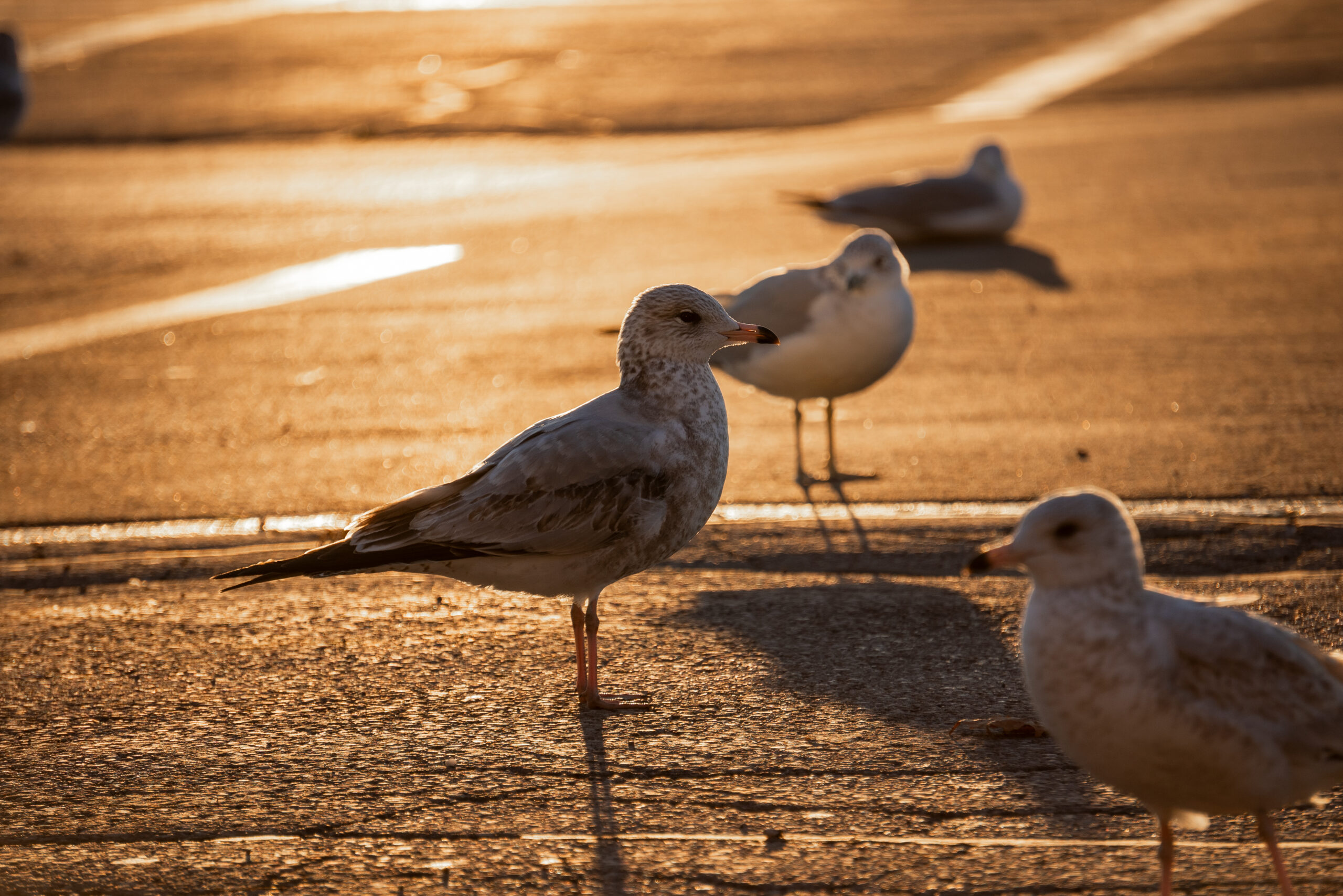 Bird Removal Newmarket