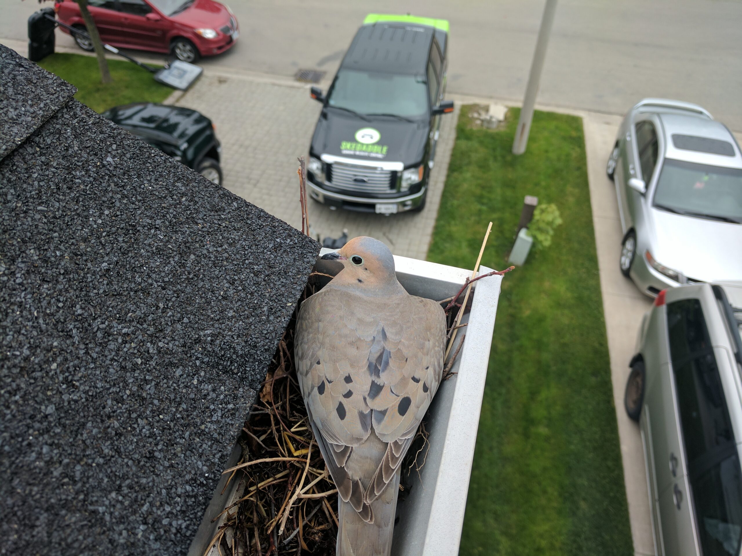 Bird Removal Kitchener