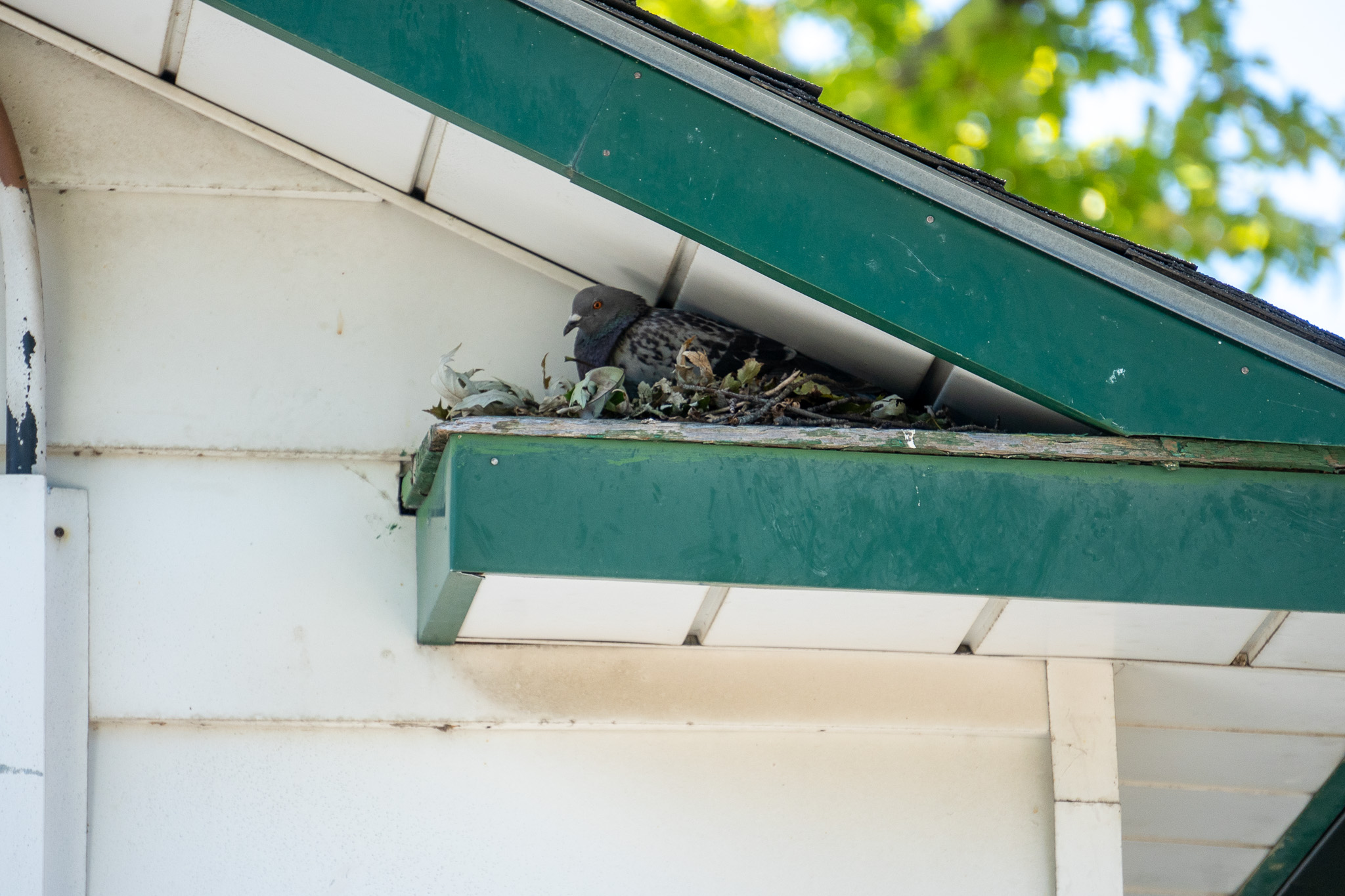 Bird Removal Hamilton