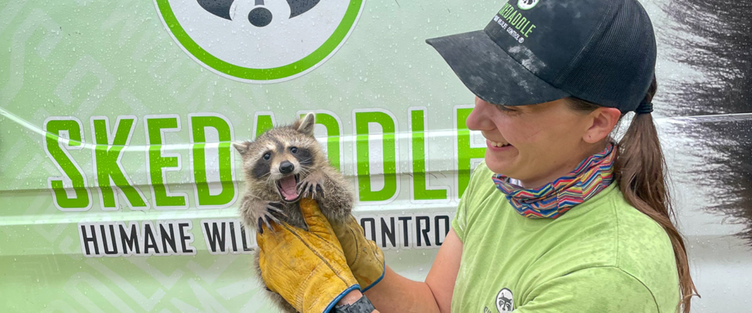 Raccoon Removal Pickering