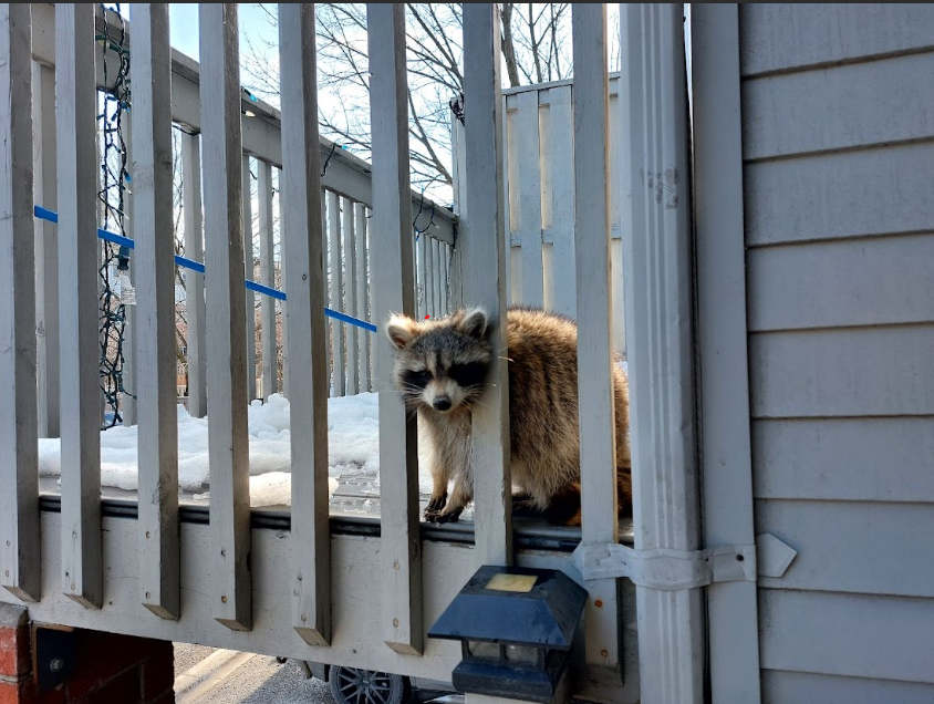 Raccoon Removal Anne Arundel