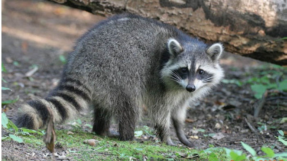 Raccoon Removal Victoria