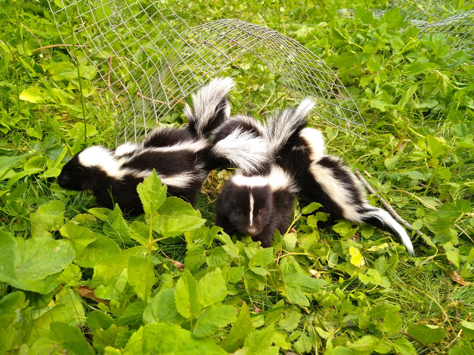 Skunk Removal Anoka County