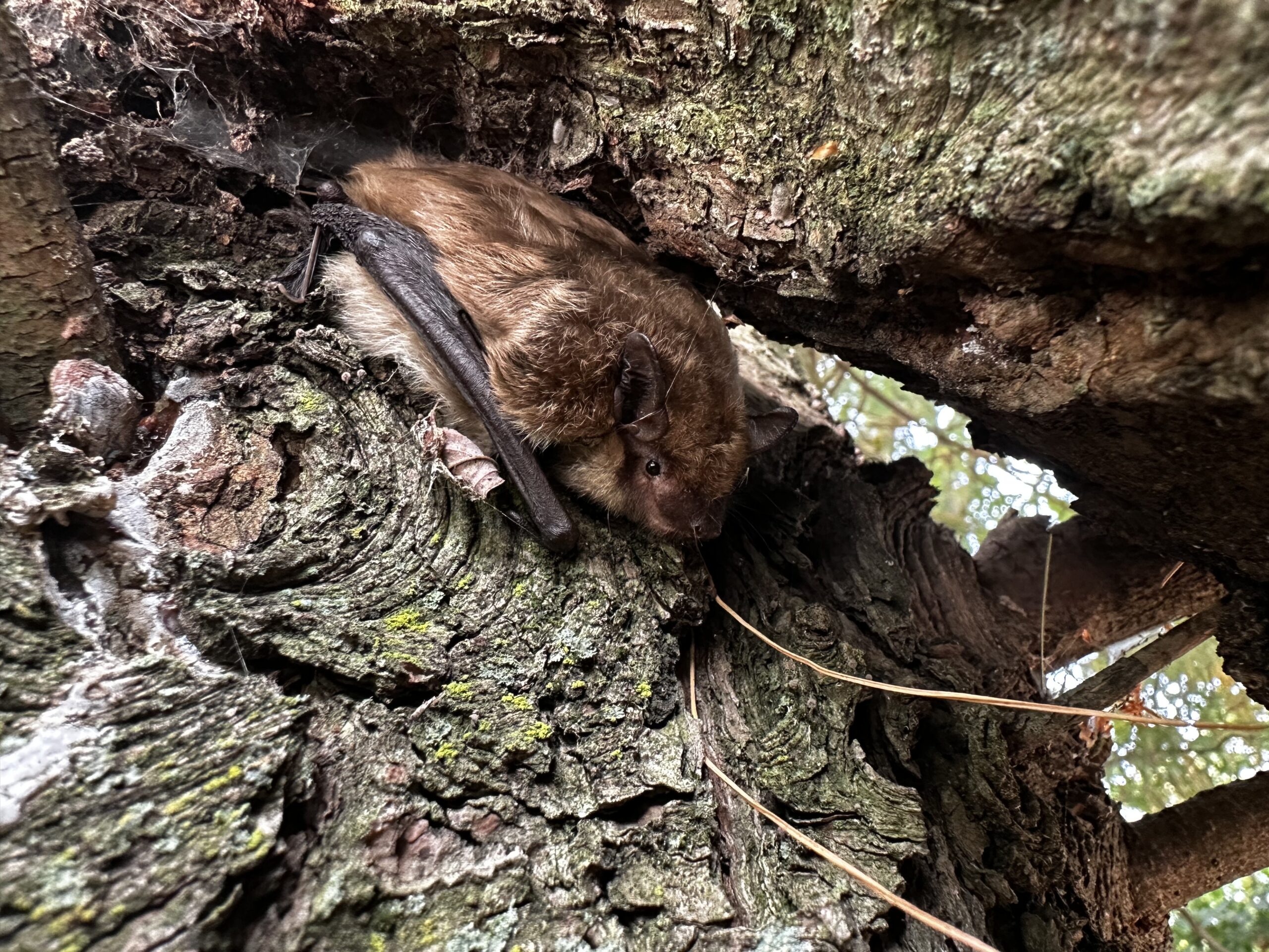 Bat Removal Anne Arundel