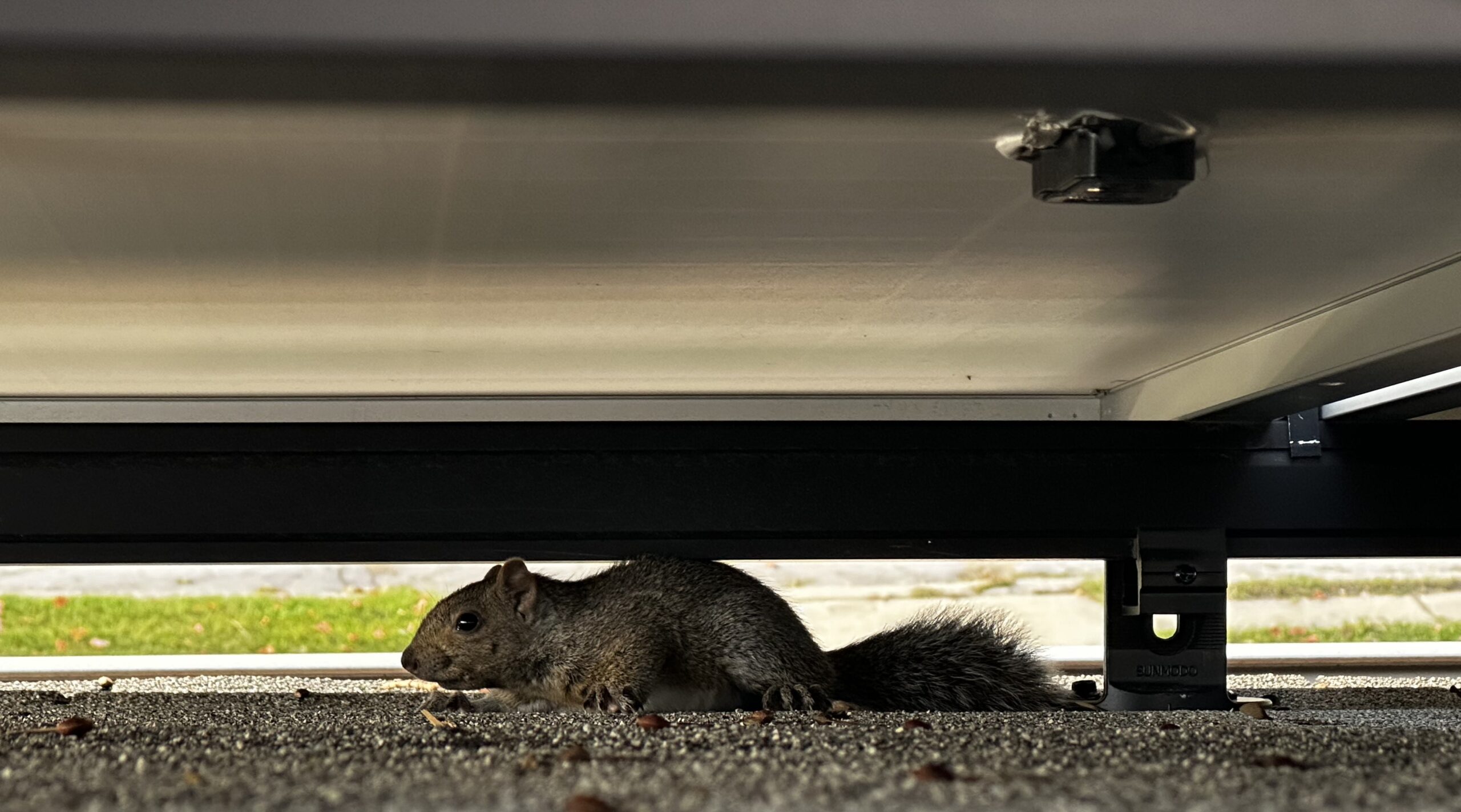 Squirrel Removal Durham