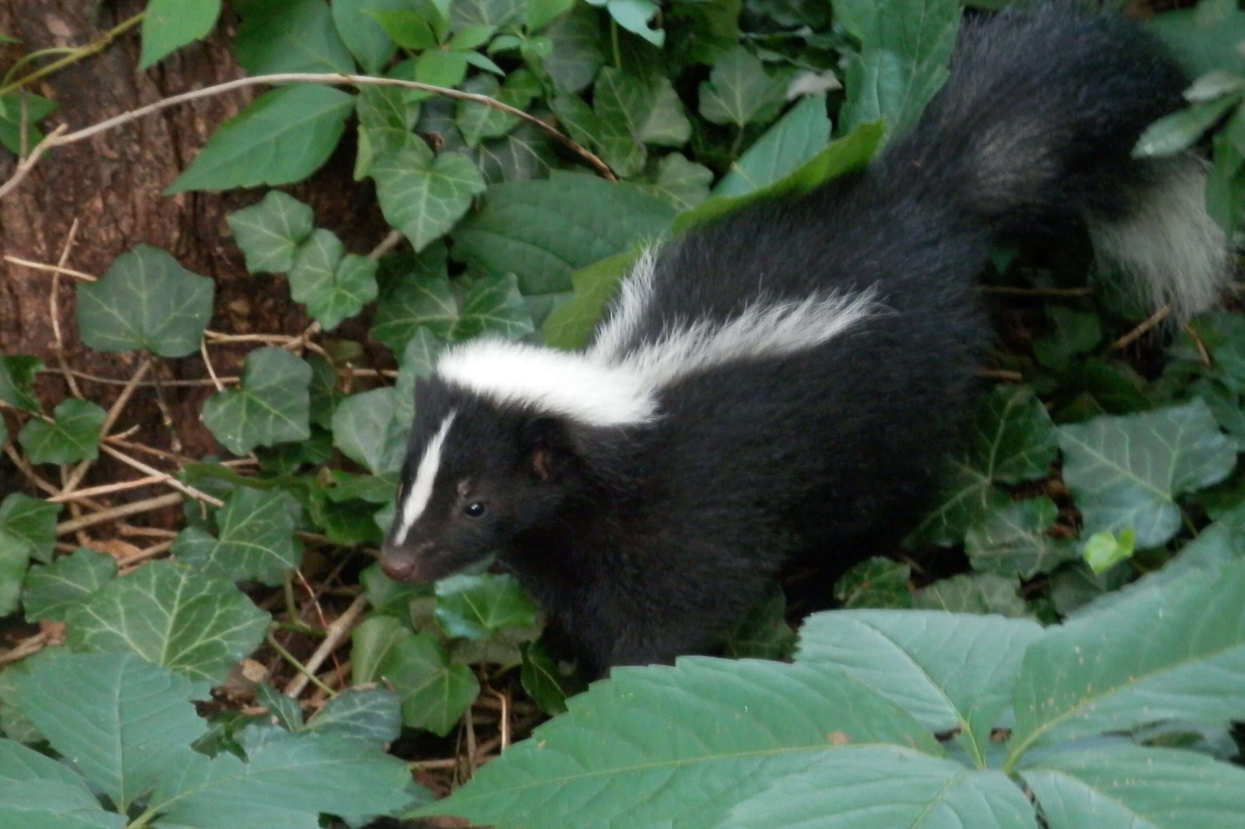 Skunk Removal Prince George's