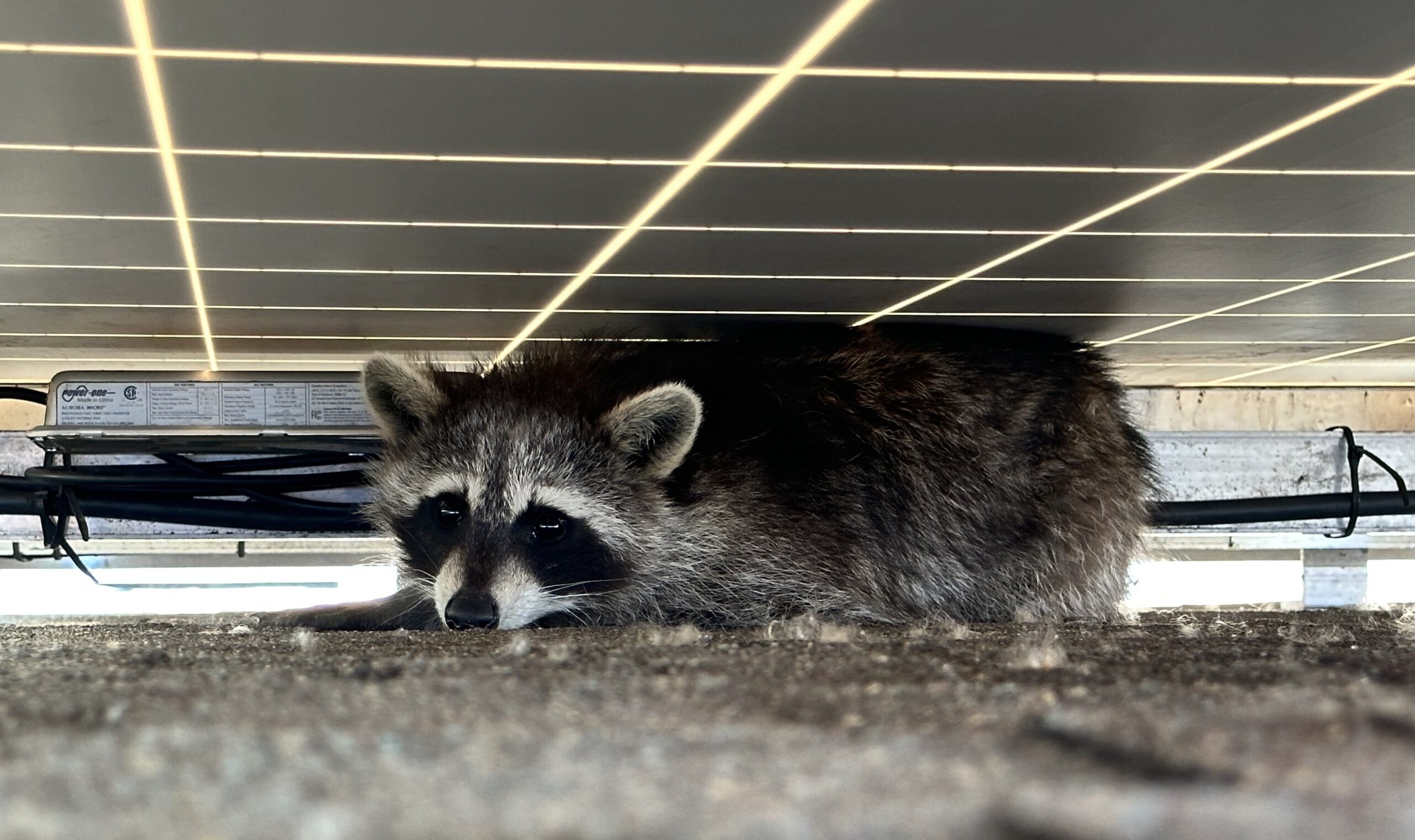 Raccoon Removal Ottawa