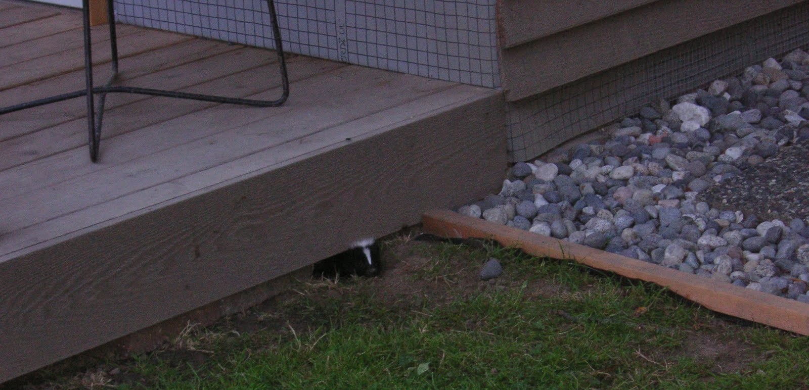 Skunk Removal Montreal