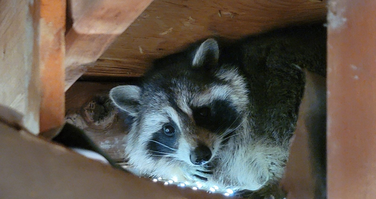 Raccoon Removal Hamilton