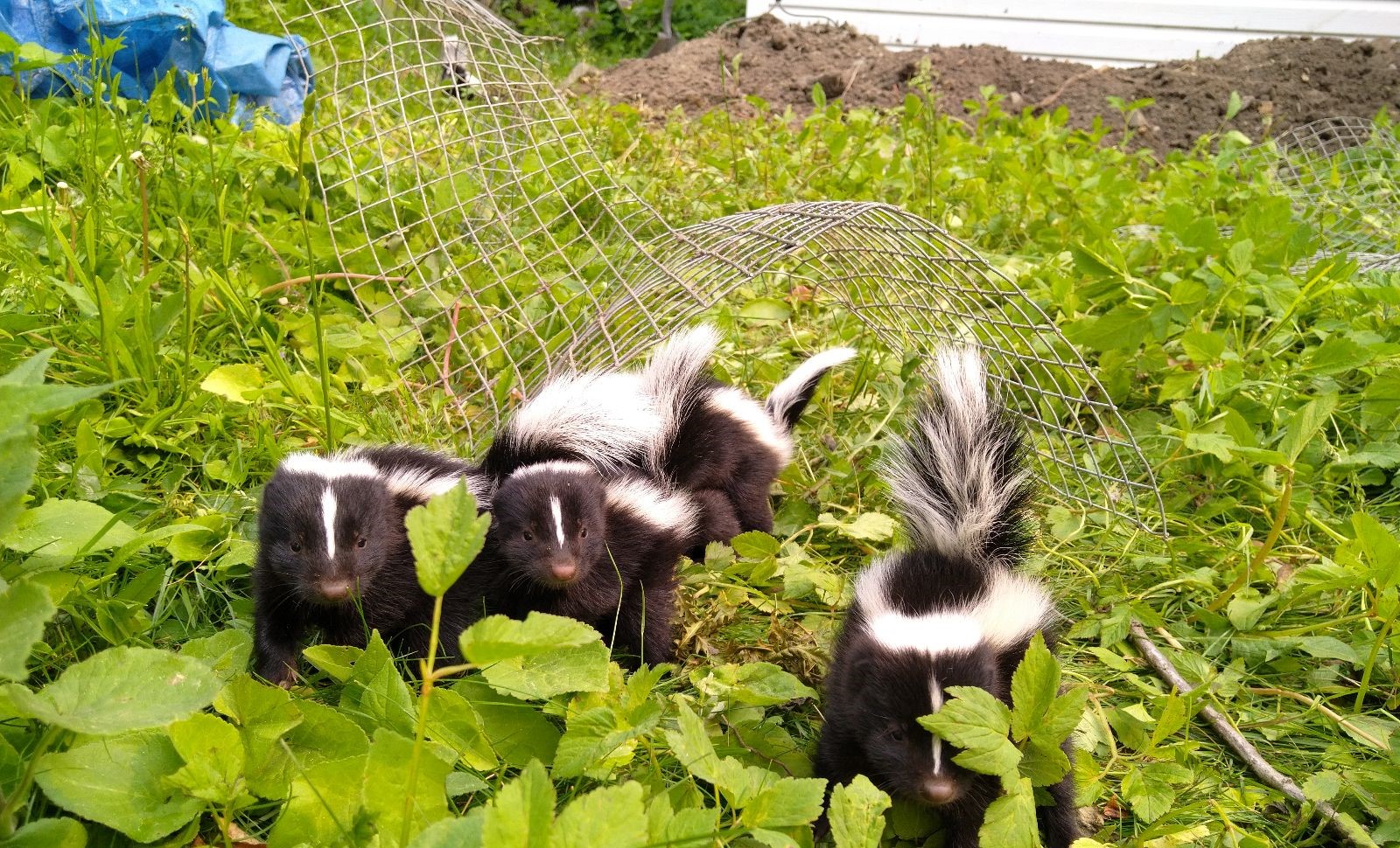 Skunk Removal Annapolis